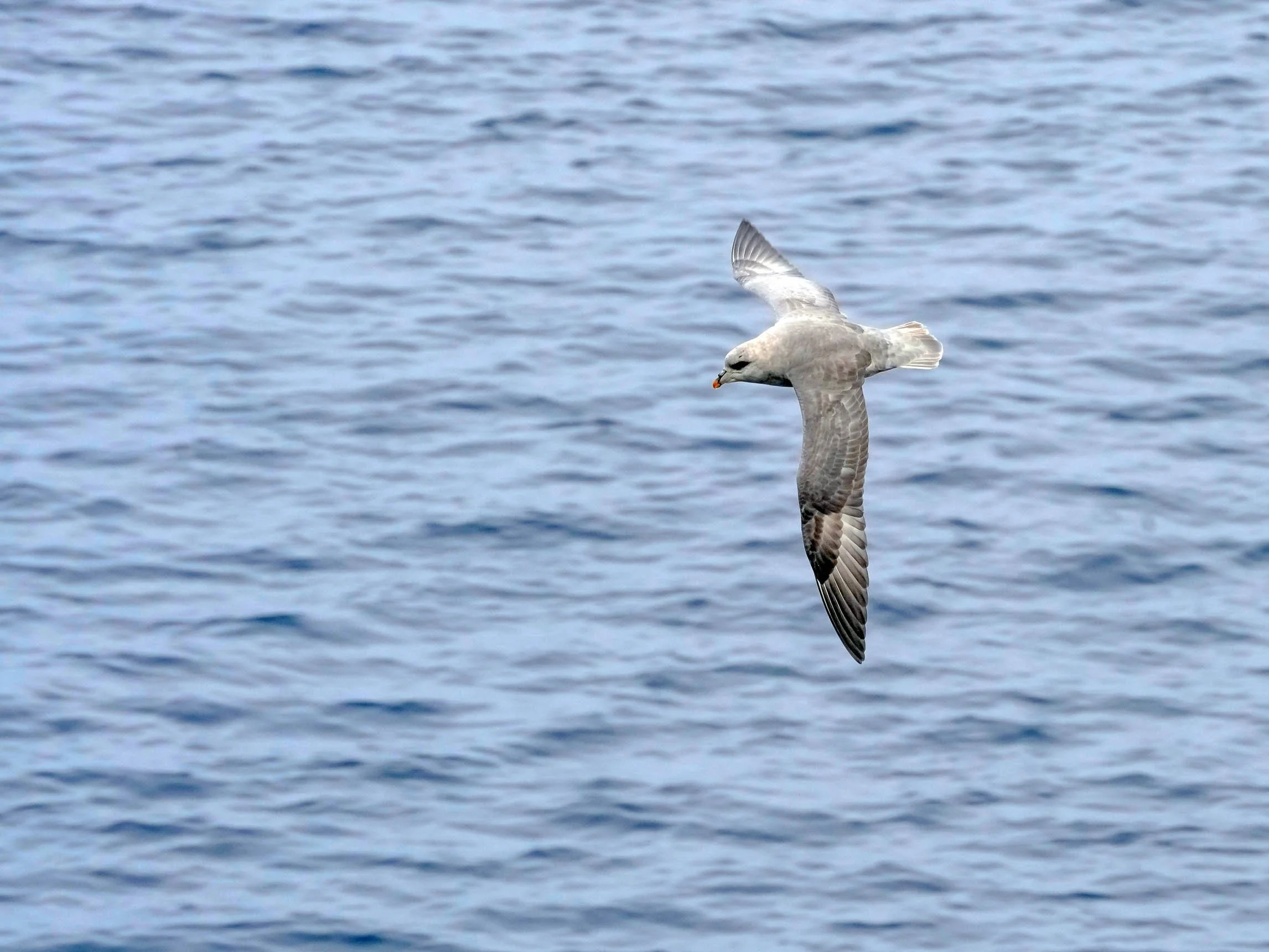 2026-8-25 - Port Leopold - Fulmar flying 1.jpg