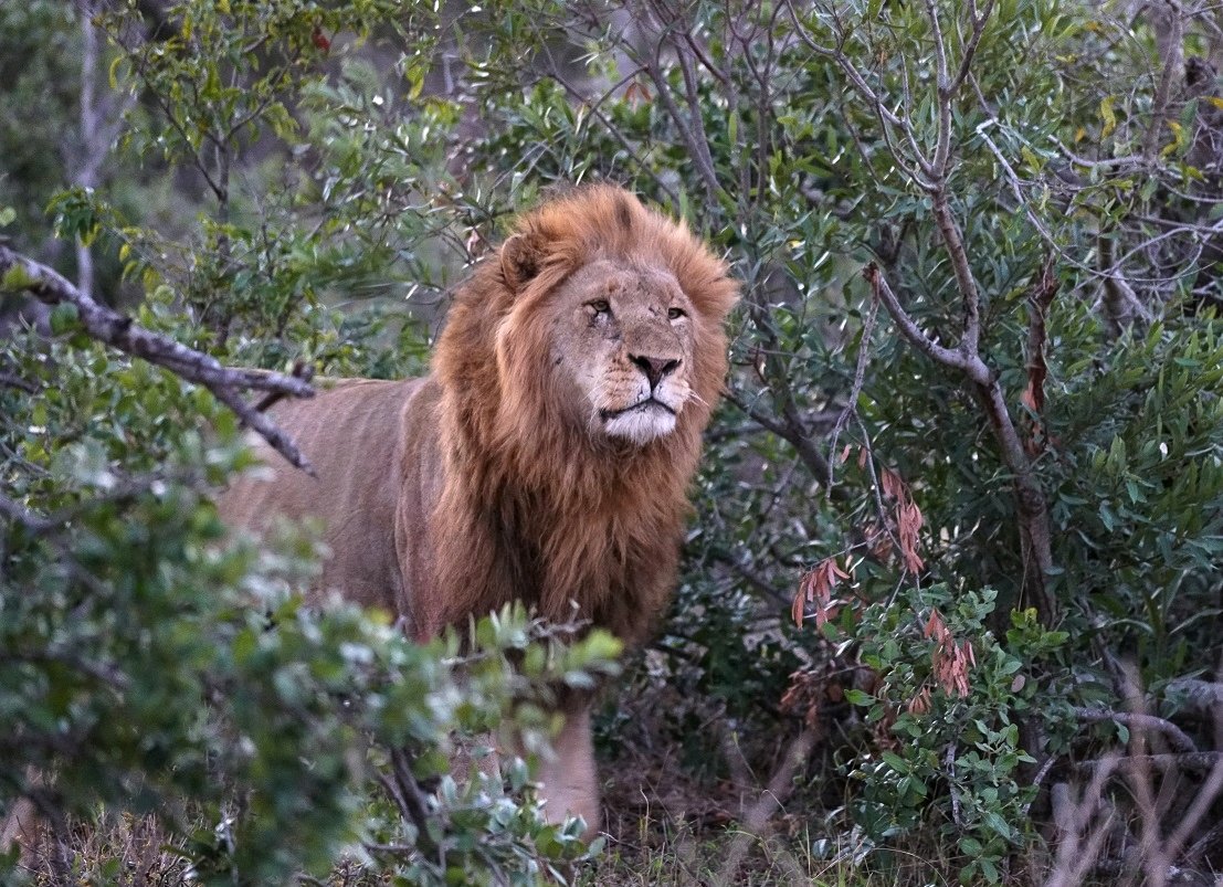 Mammals