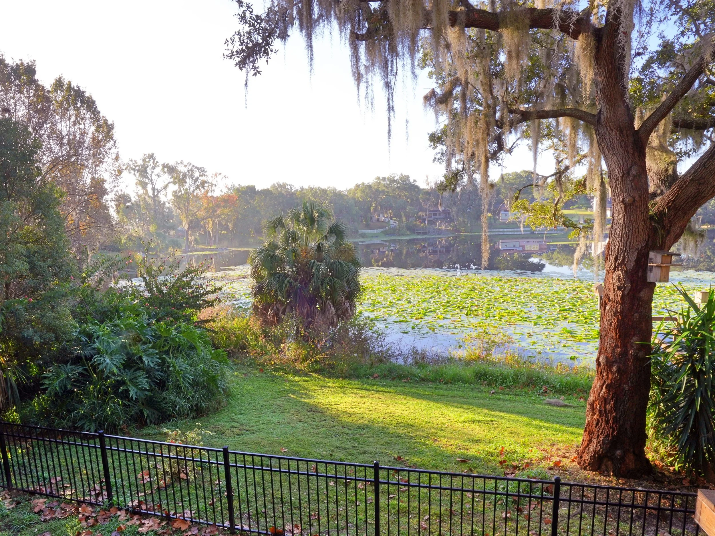 2026-1-6 - Back yard in early morning e3 small.jpg