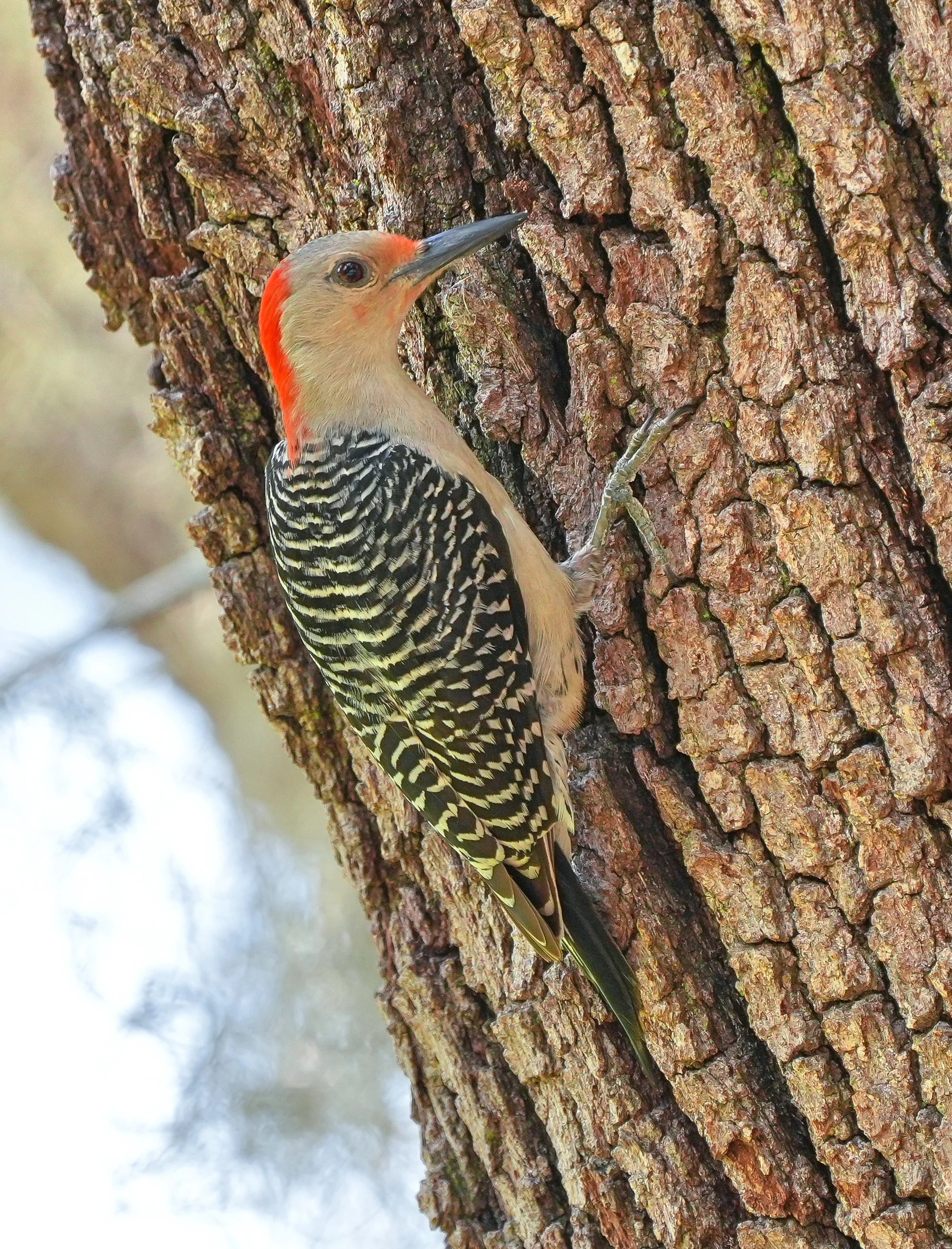 2026-5-21 - Red-bellied Woodpecker on tree 0.jpg