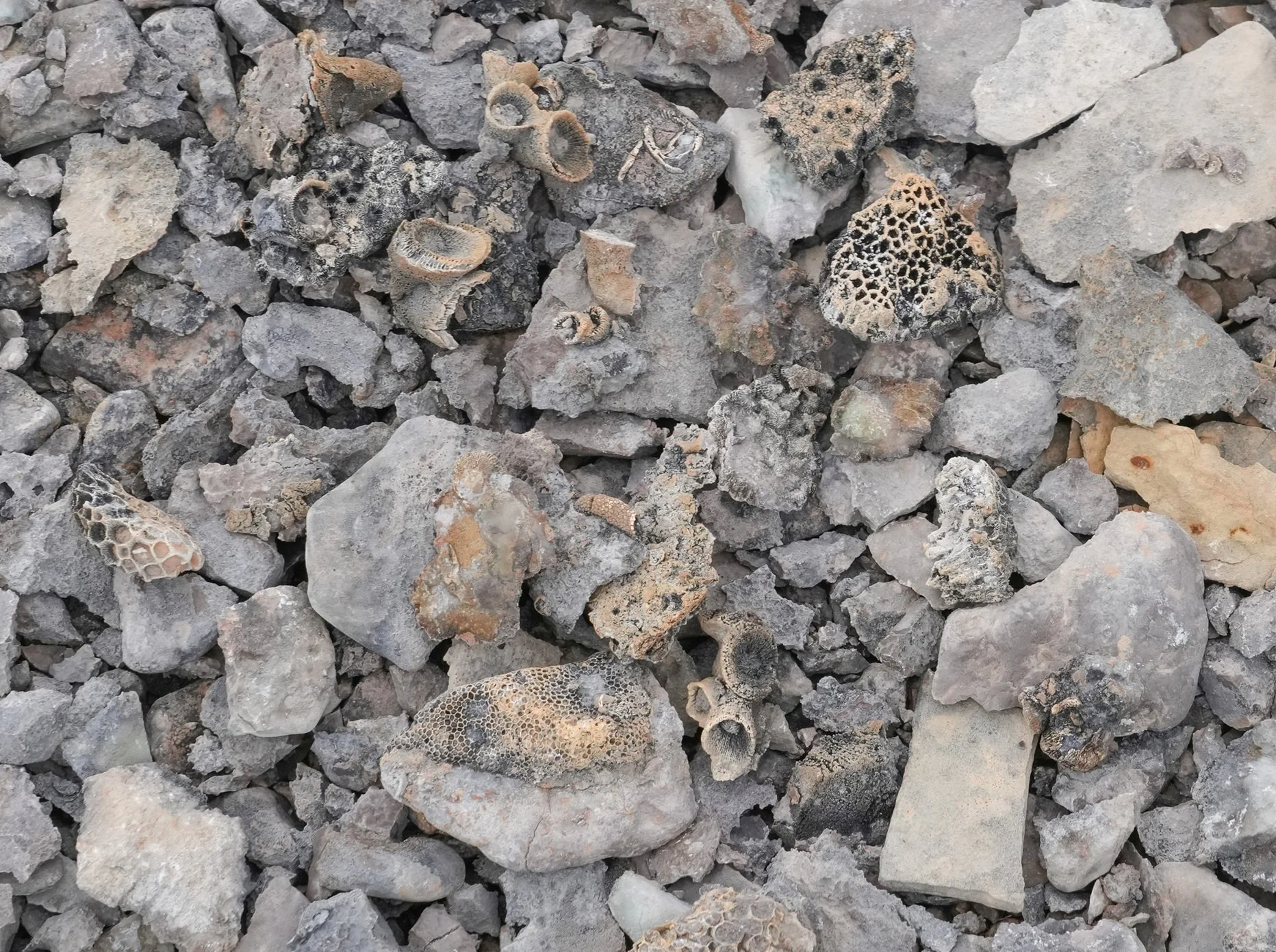 2026-8-26 - Beechey Island - Fossilized Coral pile - small.jpg