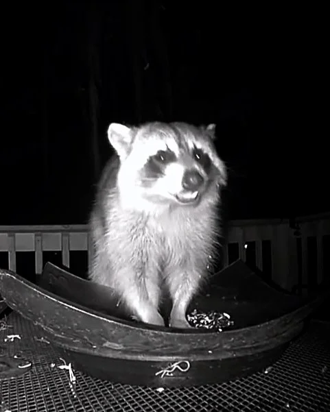 2026-5-7 - early morning raccoon.jpg