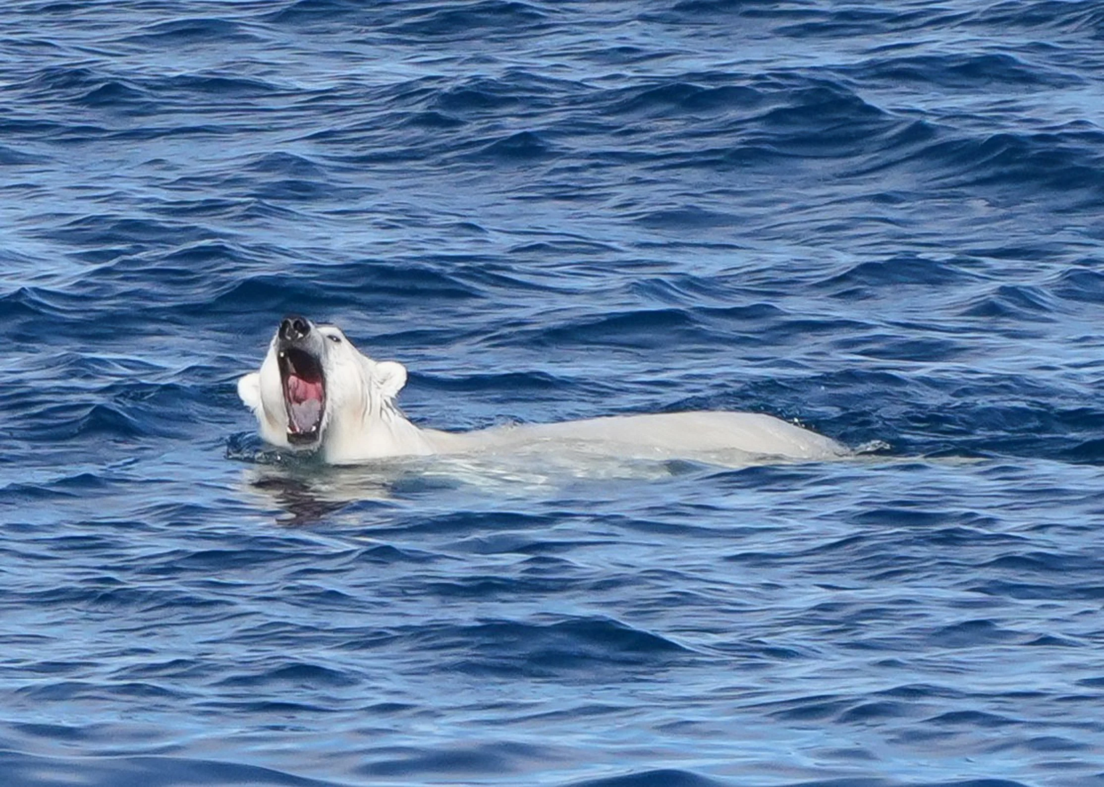 2026-8-23 - Coningham Bay - Polar Bear swimming near ship 10e@2x.jpg