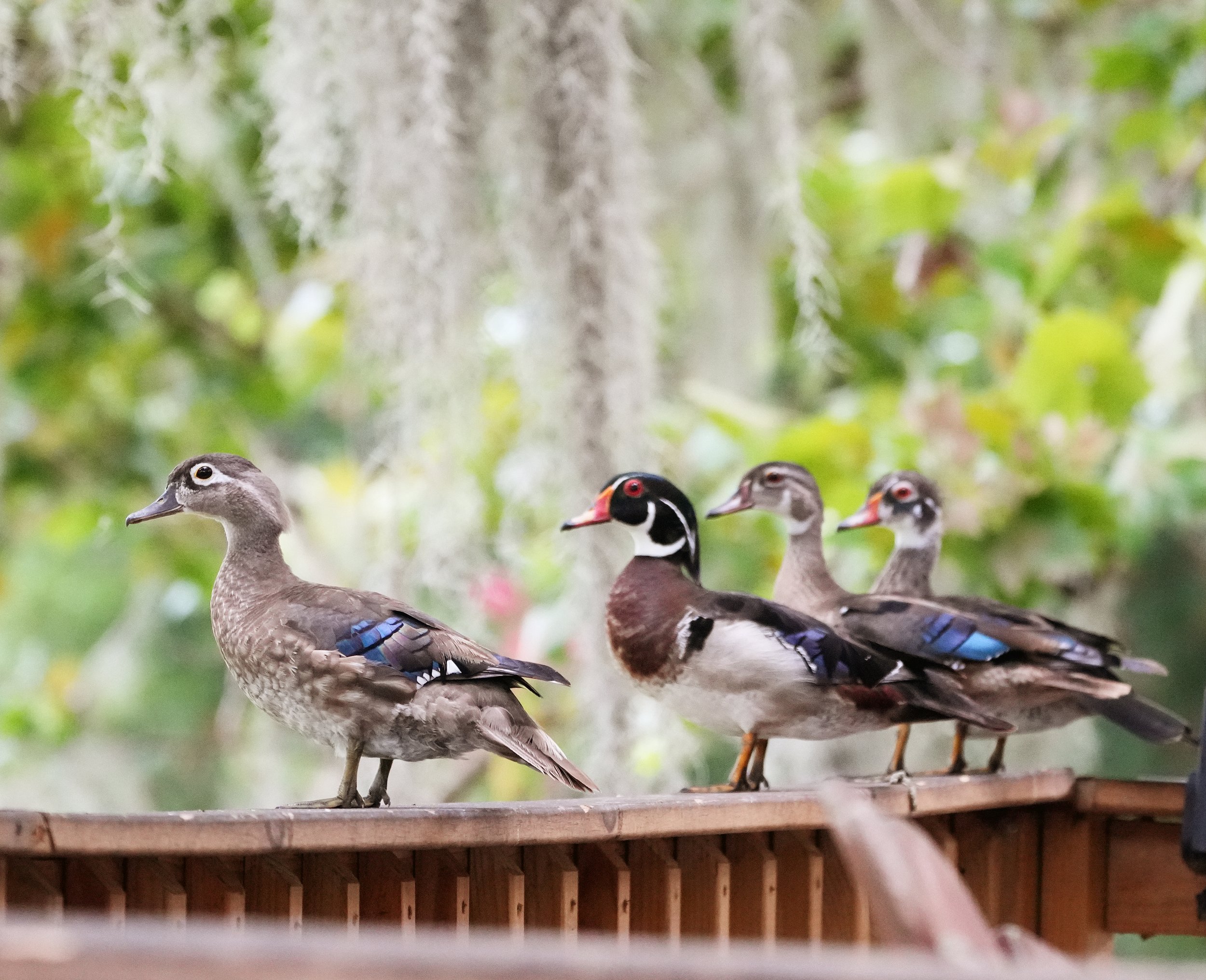 2026-6-29 - Eustis FL - Wood Ducks in a row 1.jpg