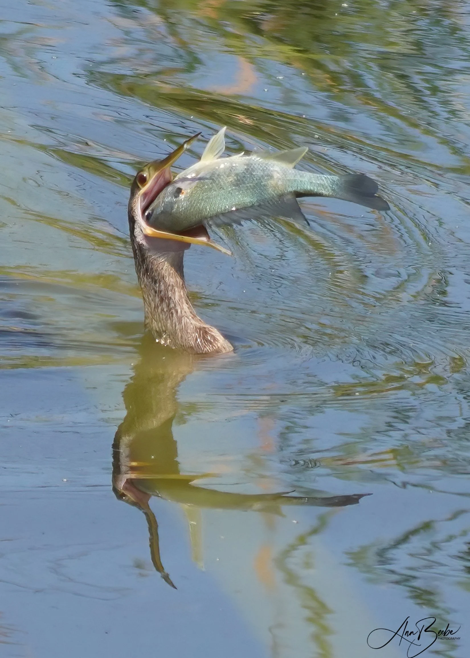 Anhinga with fish 0 - signed.jpg