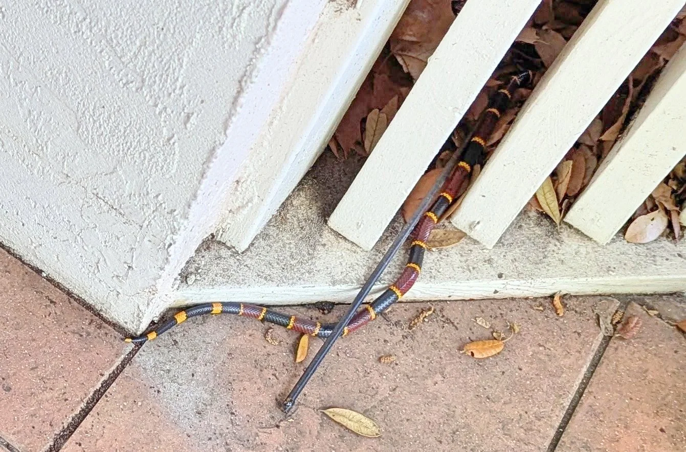 2026-4-3 - Coral Snake.jpg