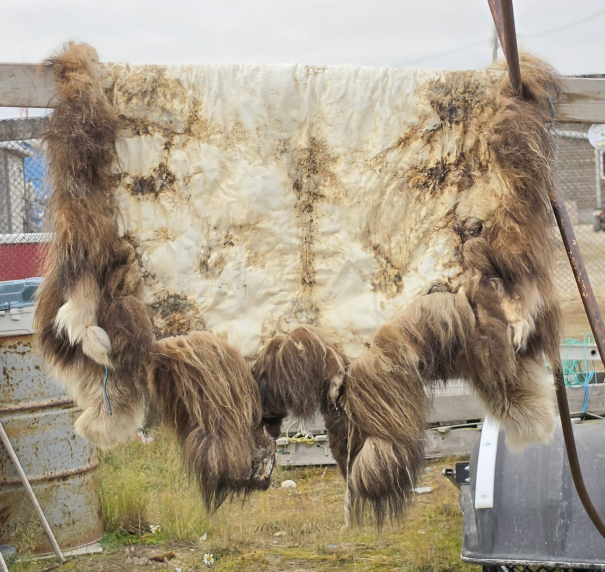 2026-8-22 - Gjoa Haven - Musk Ox fur 1.jpg