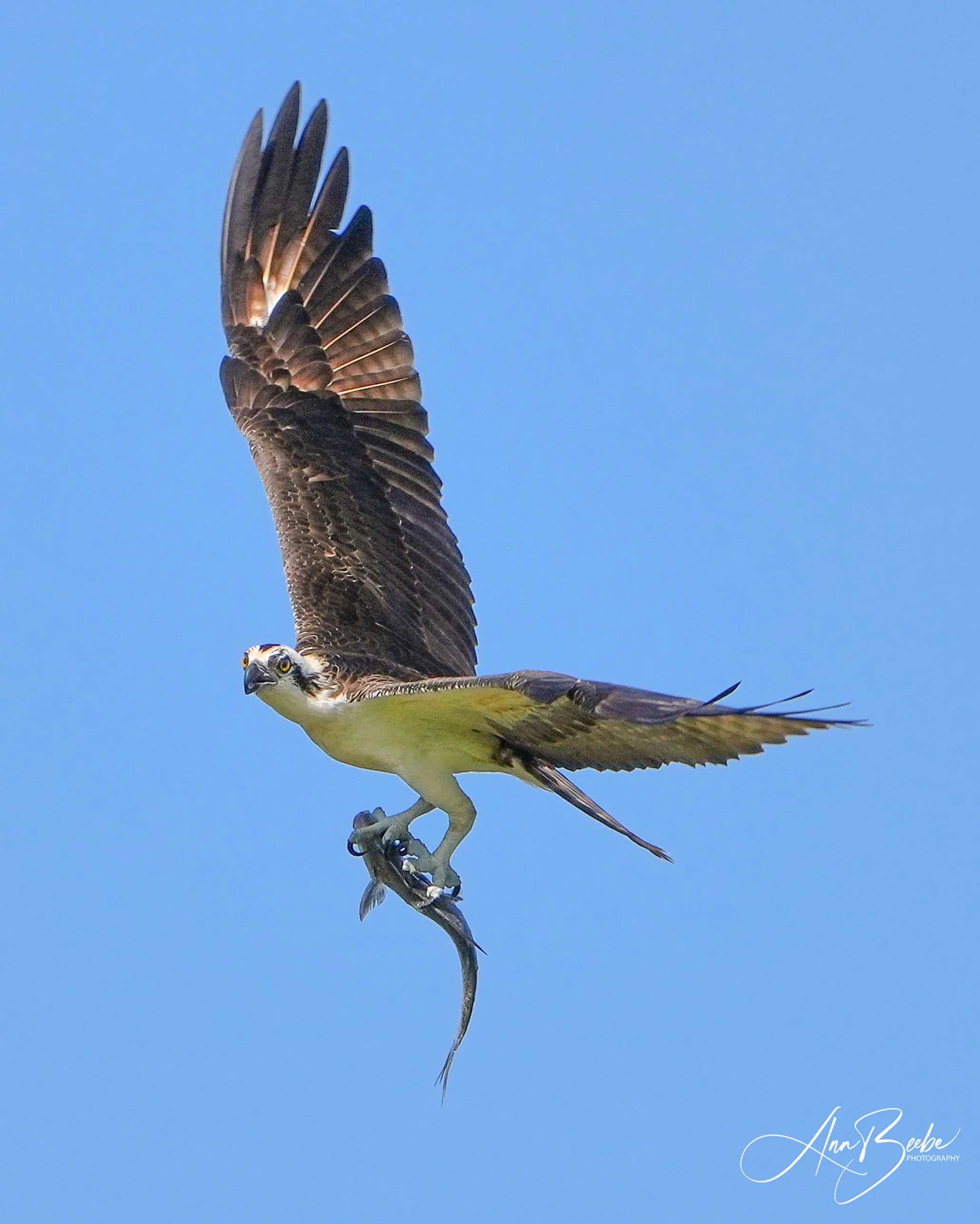 0 Osprey flying with fish 00000 signed.jpg