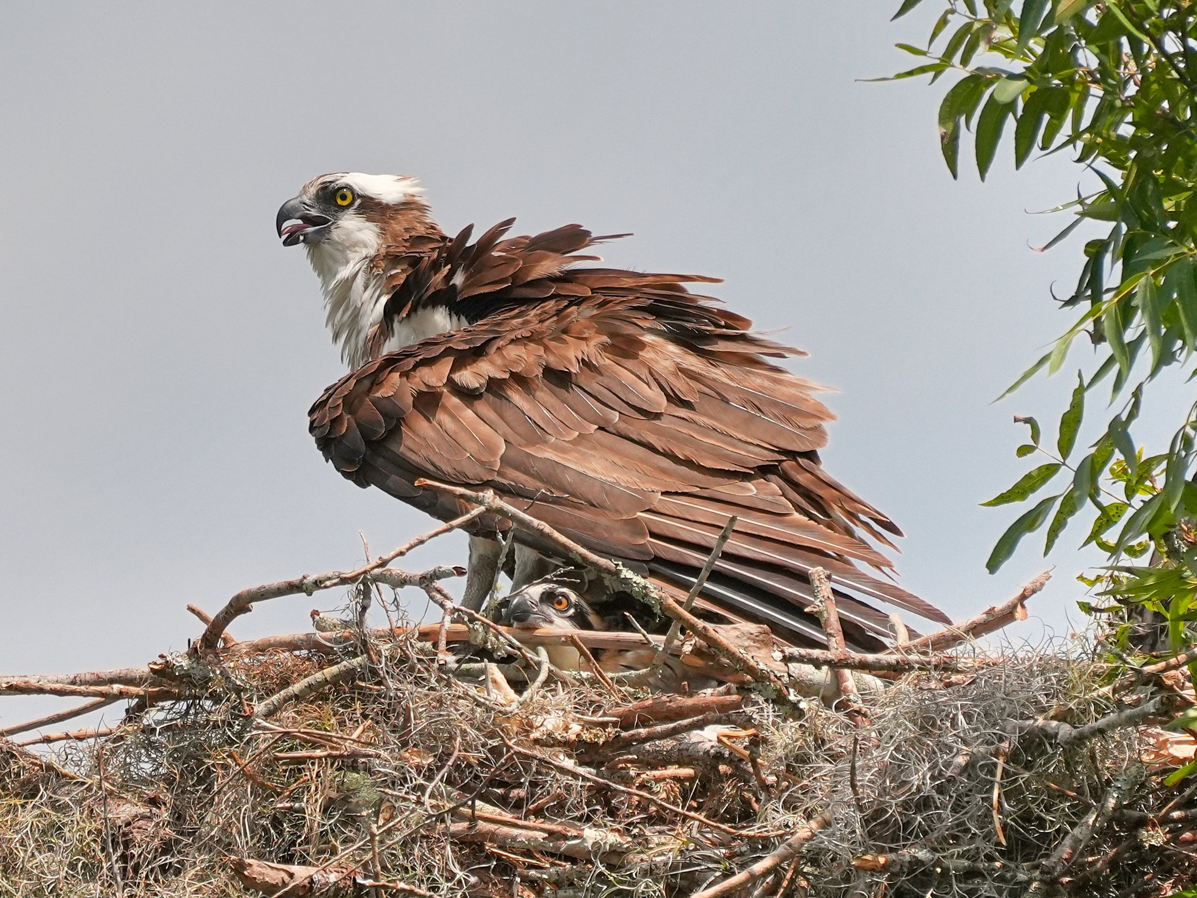 2026-6-19 - St Johns River - Osprey on nest with baby peeking out 00.jpg