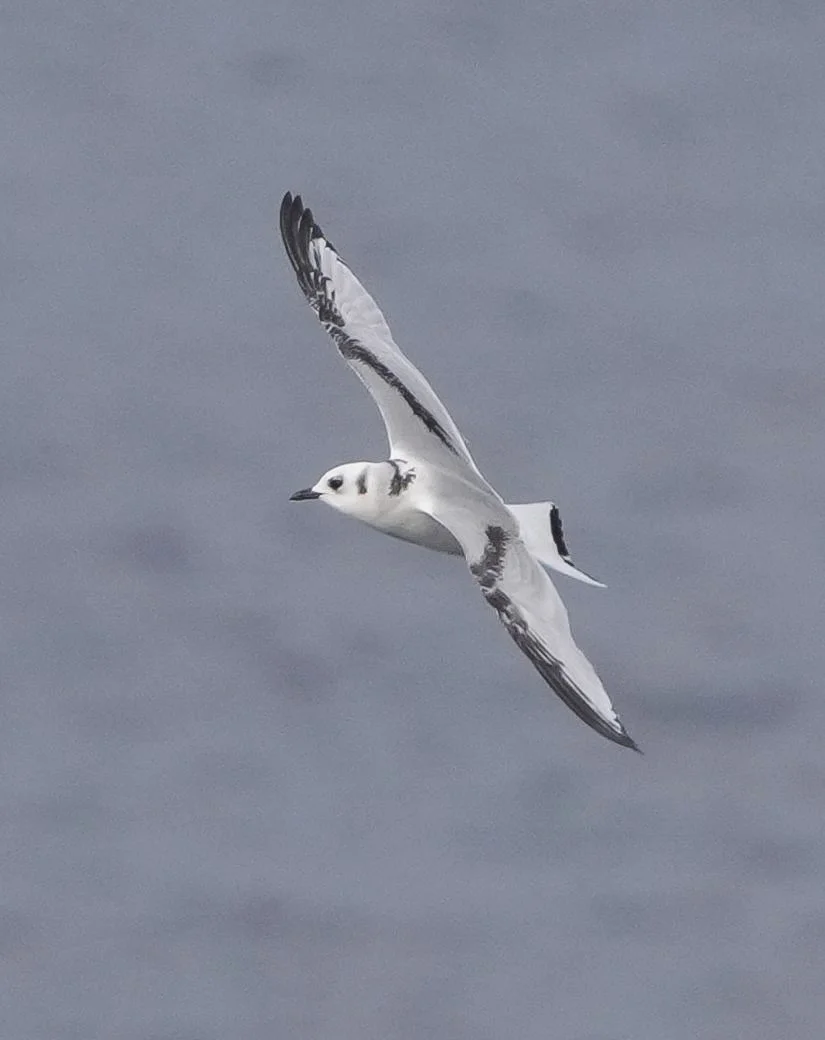 2026-8-30 - Baffin Bay - Black legged Kittiwake 1.jpg