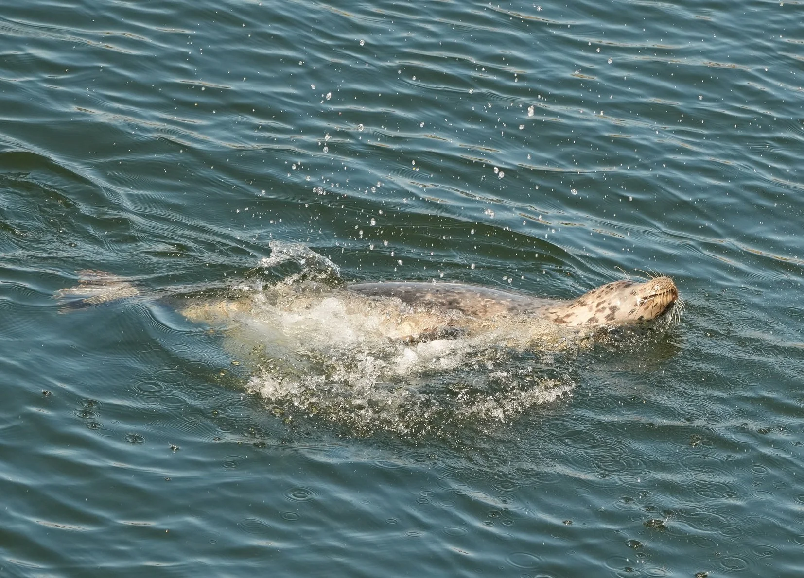 2026-8-9 - Seal splashing at Ballard Locks small.jpg