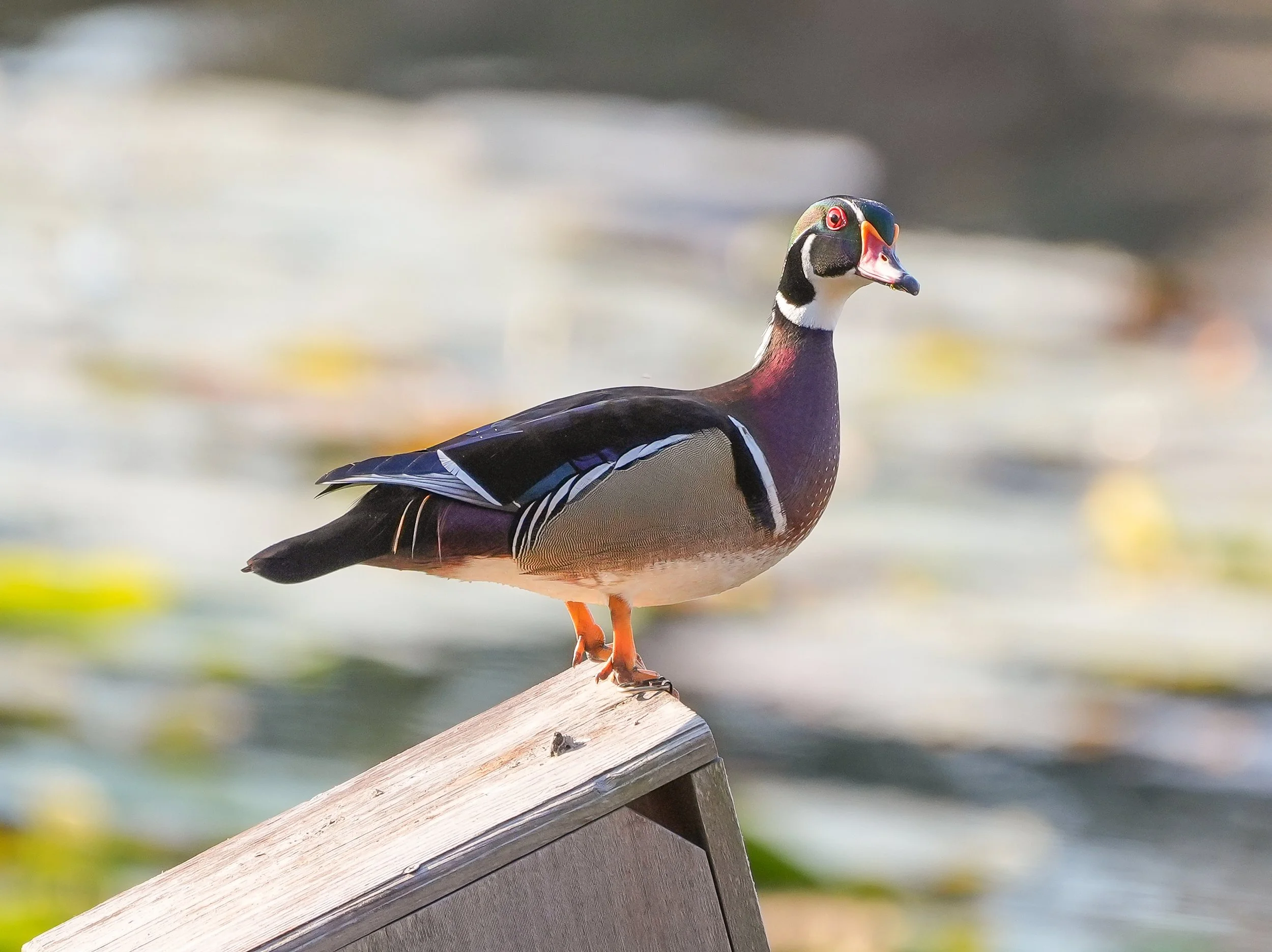 2026-2-13 - Wood Duck - male - 0.jpg