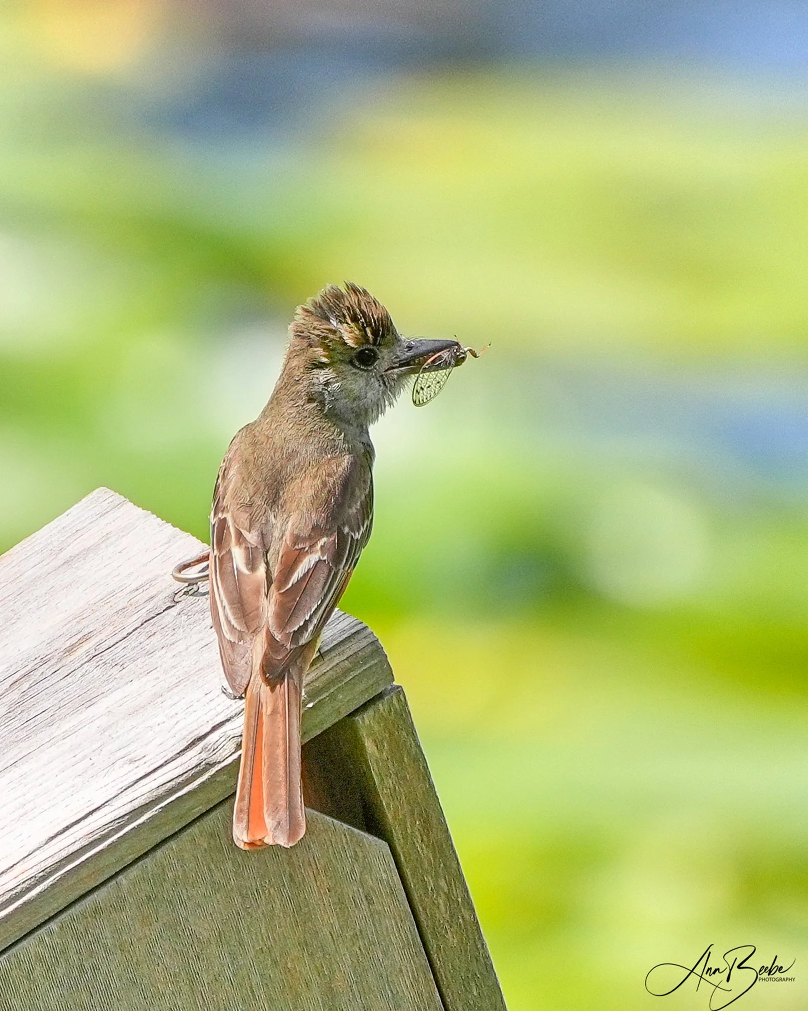2026-5-27 - Eustis FL - Great-crested Flycatcher with cicada - signed.jpg