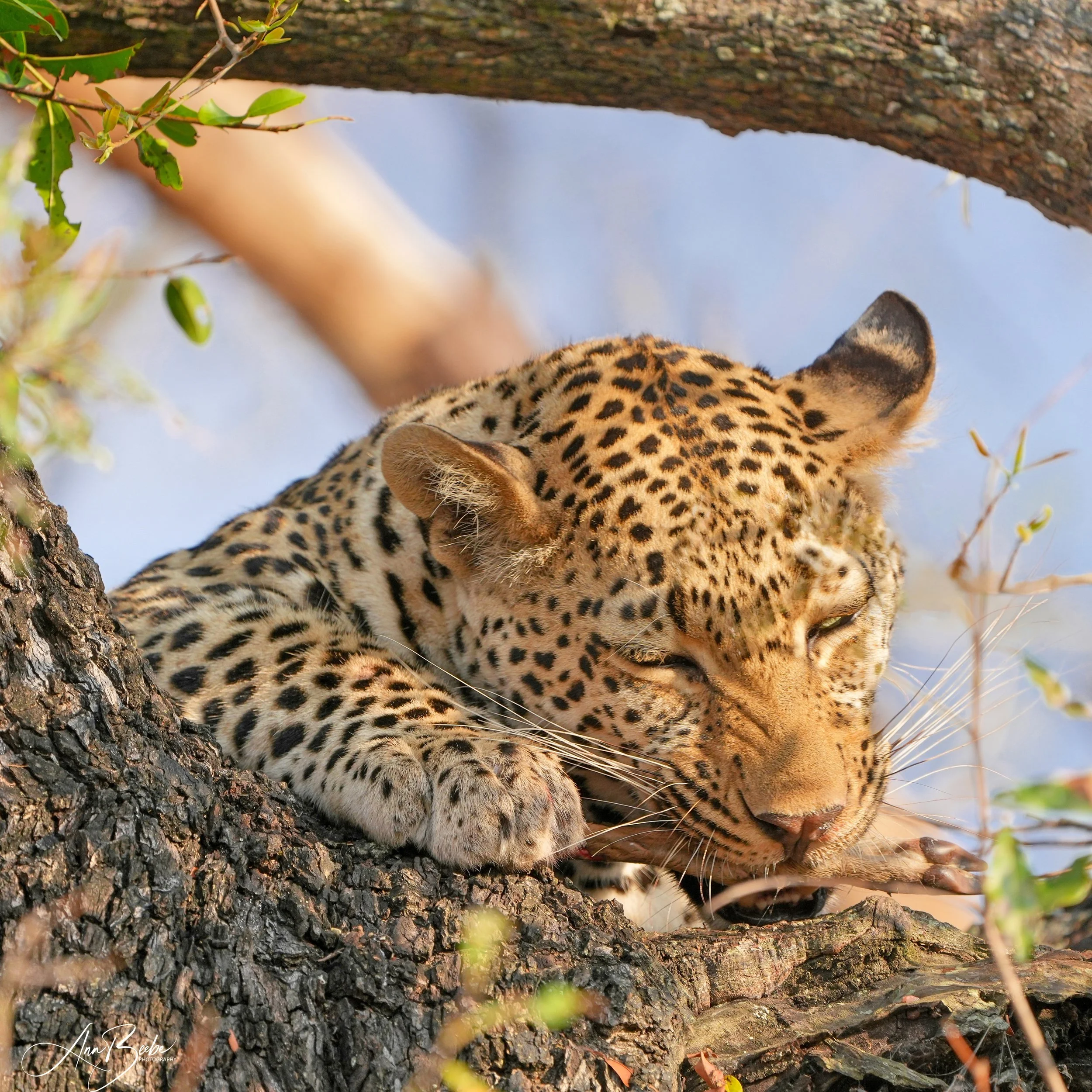 leopard Nenhe eating impala leg - Arathusa - signed.jpg