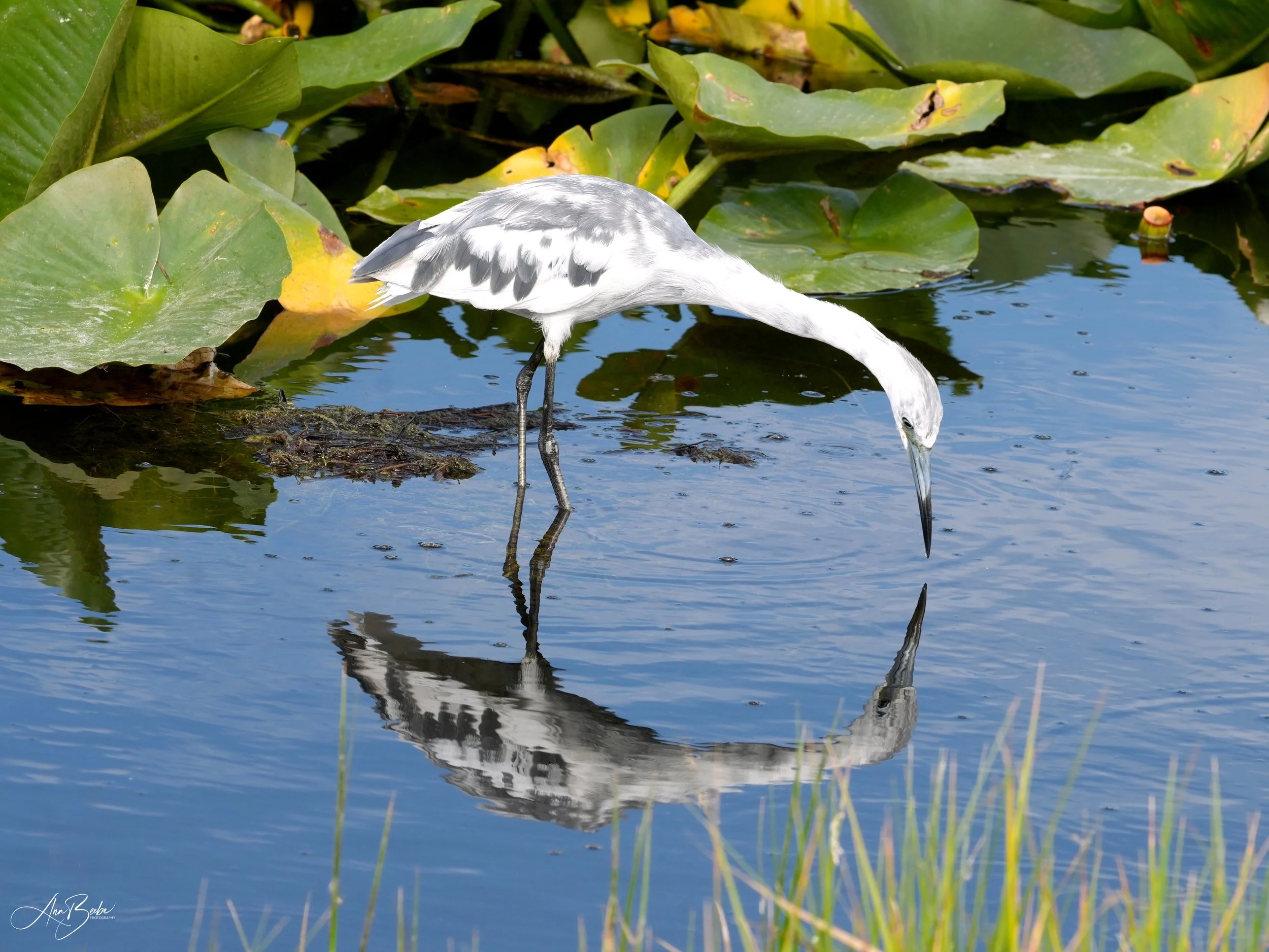 Little Blue Heron with reflection 1 signed.jpg