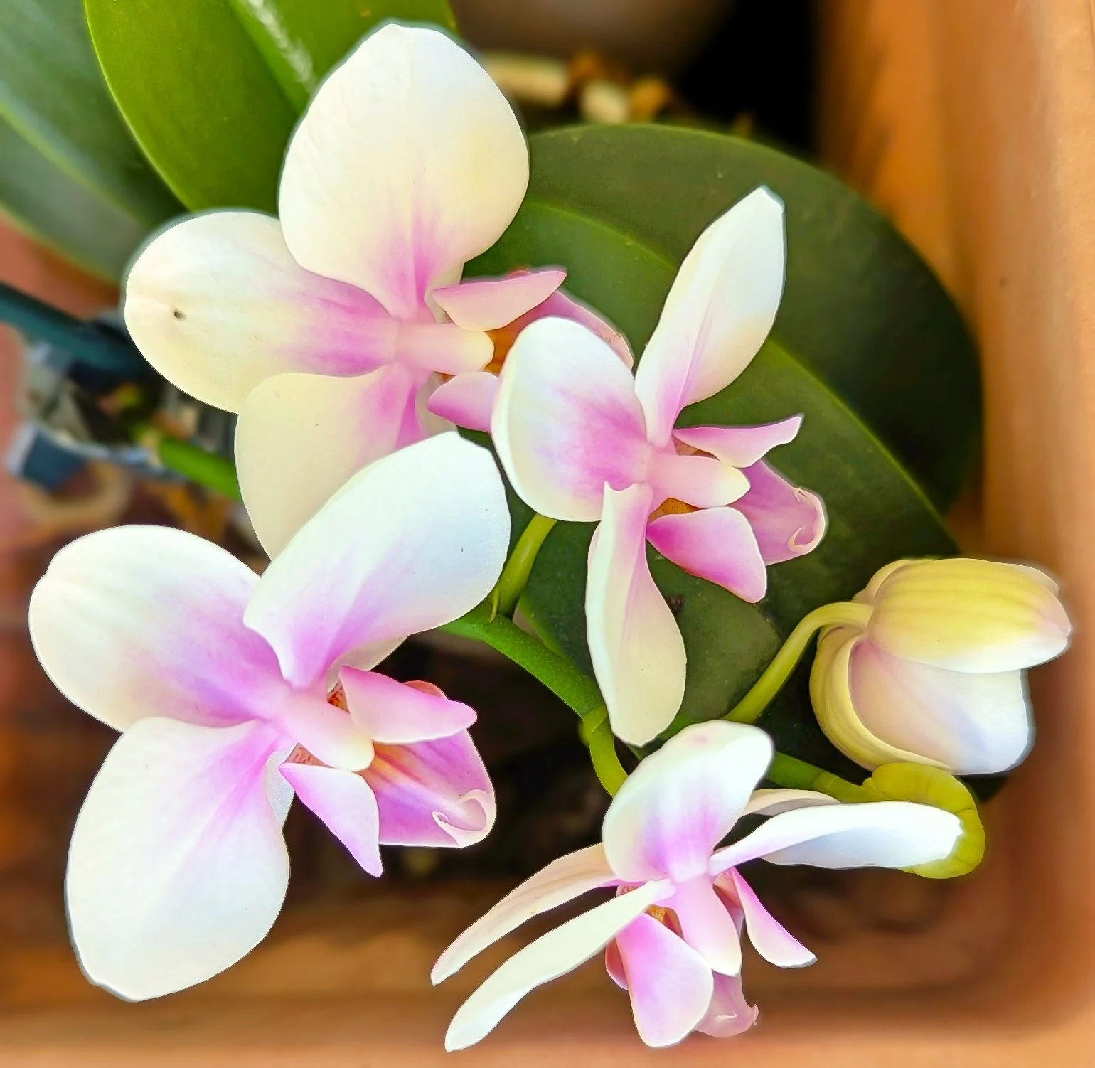 2026-4-29 - Orchid in my neighbors yard.jpg