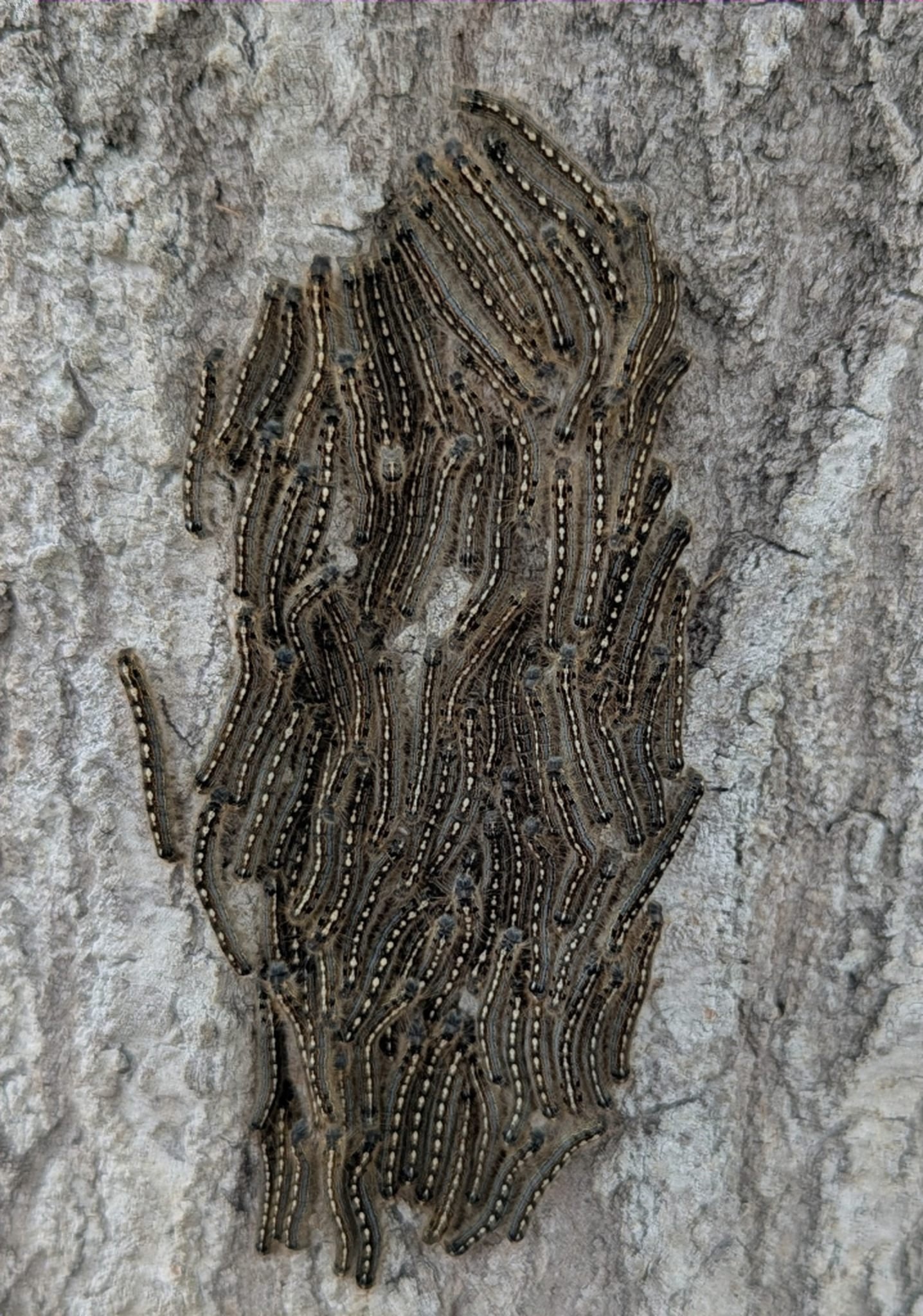 2026-3-24 - Forest Tent Caterpillars at vets office.jpg