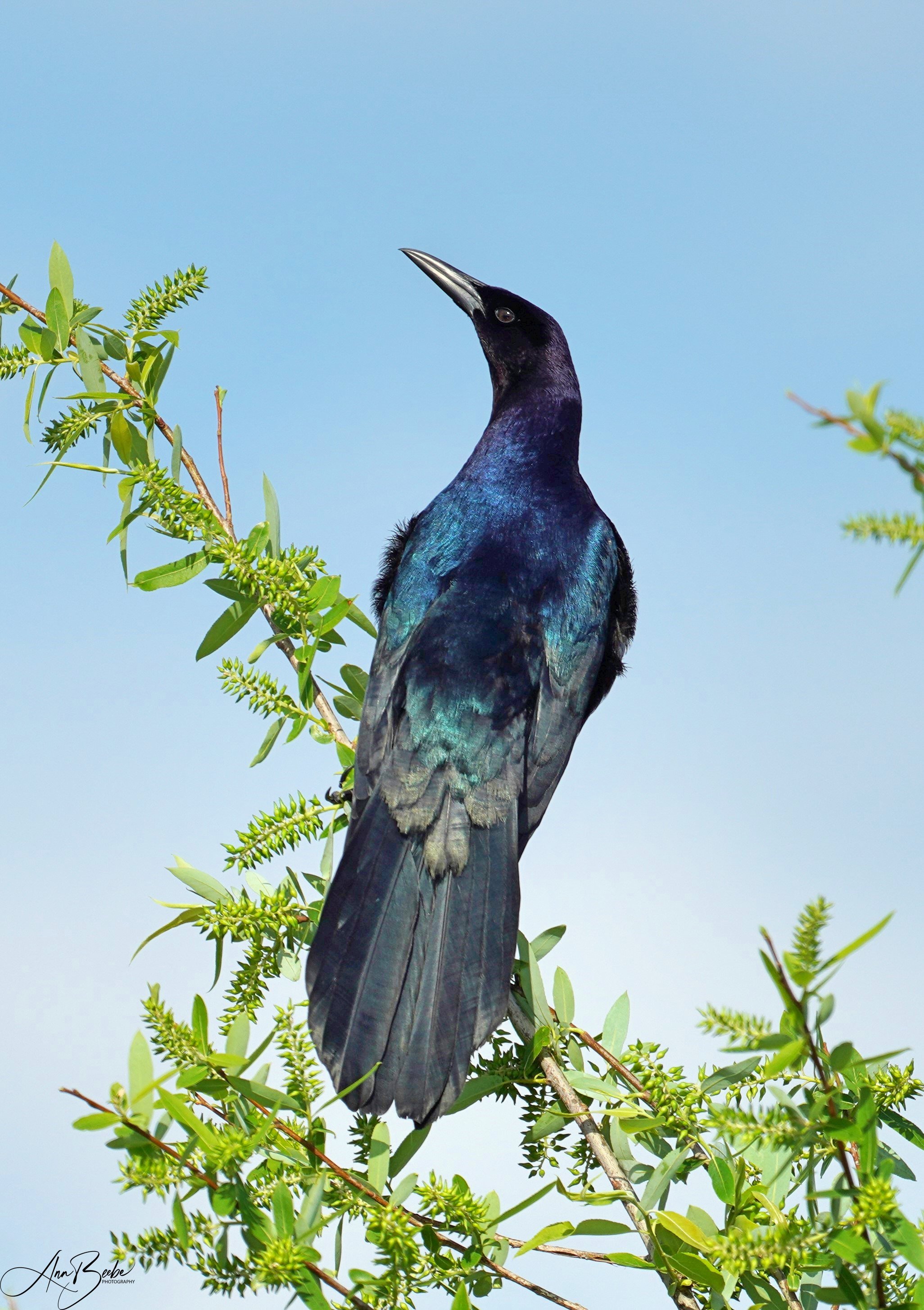 Boat-tailed grackle  signed.jpg