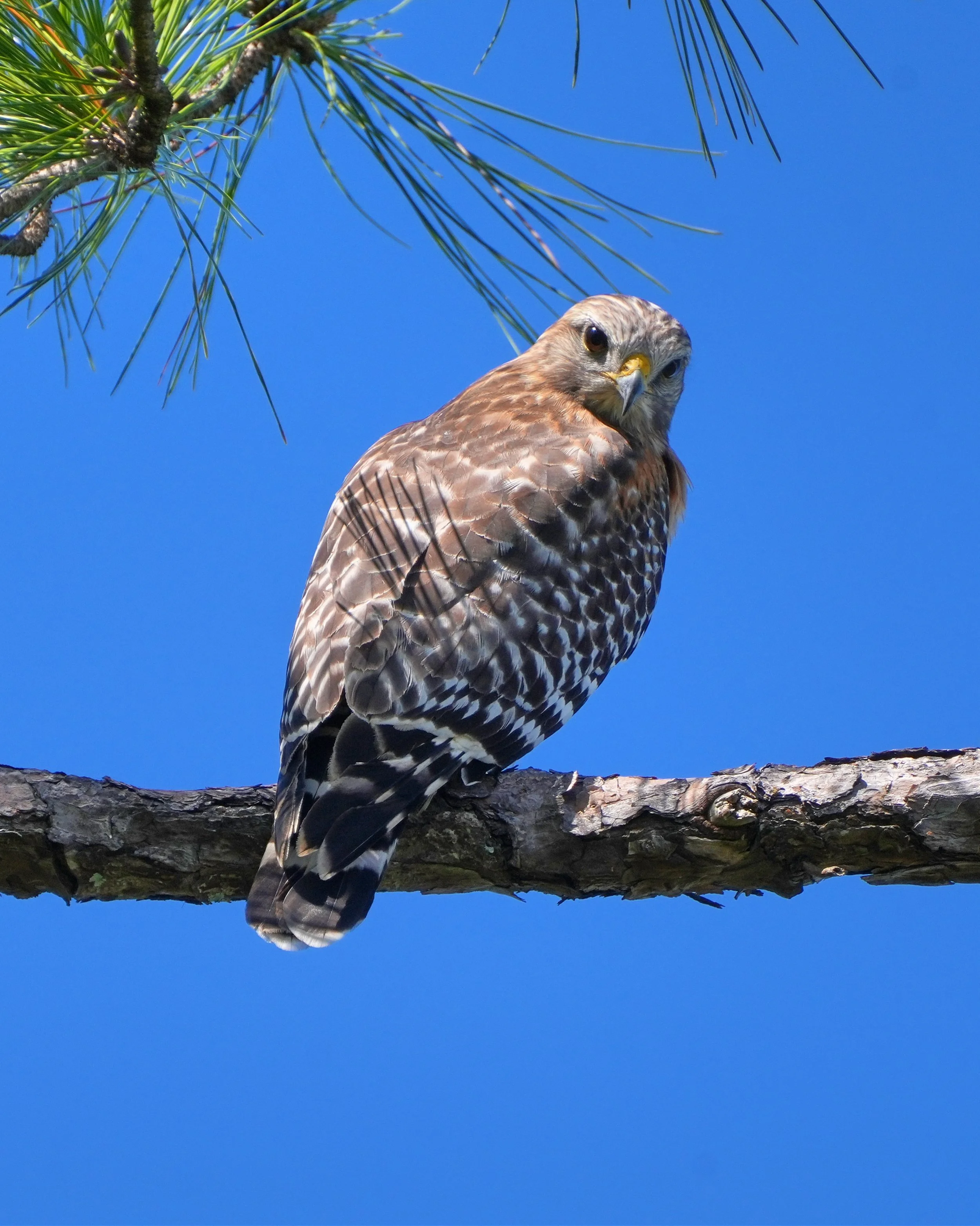 2026-1-9 - Red-shouldered Hawk.jpg