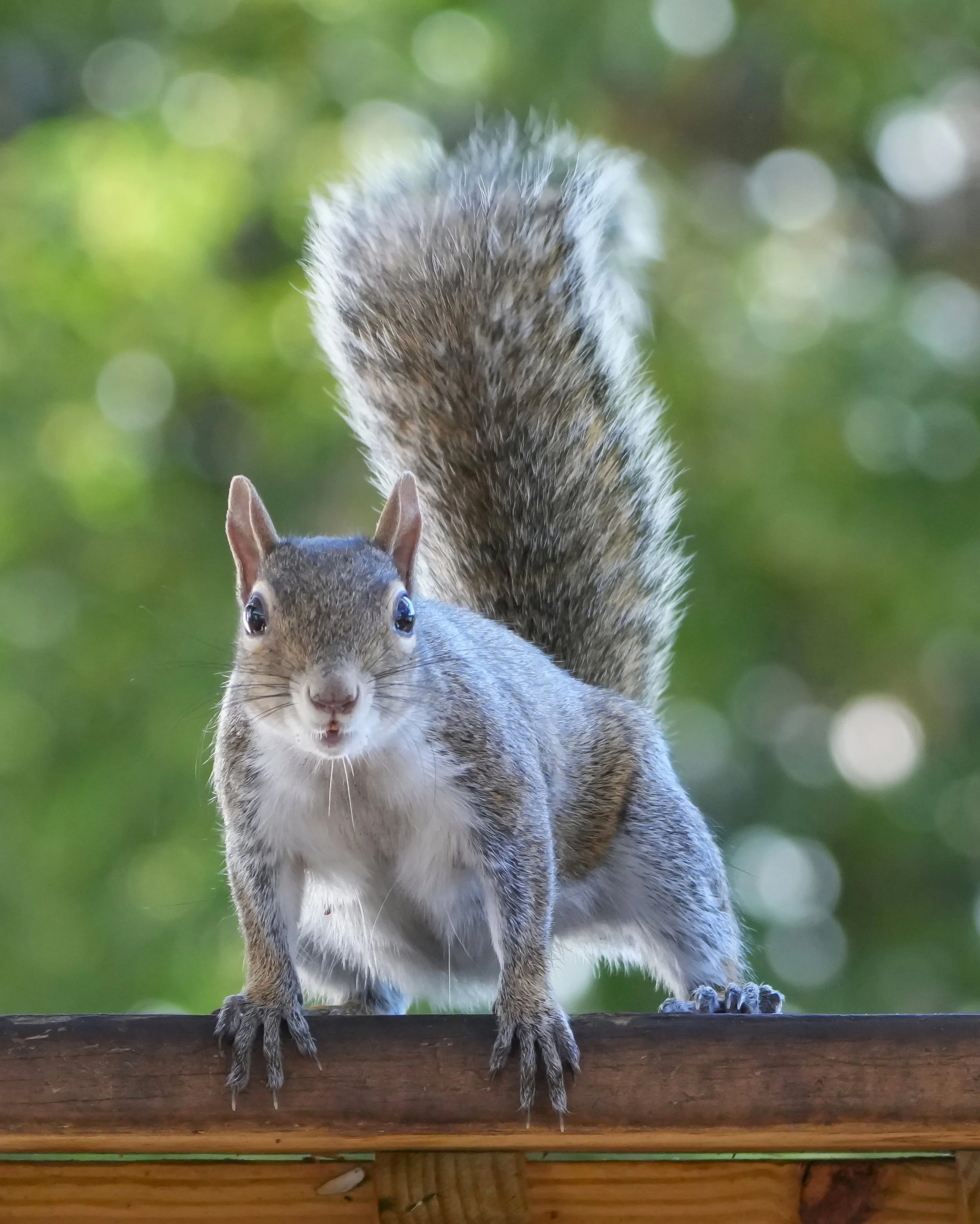 2026-1-1 - Eustis FL - Eastern Gray Squirrel 1.jpg