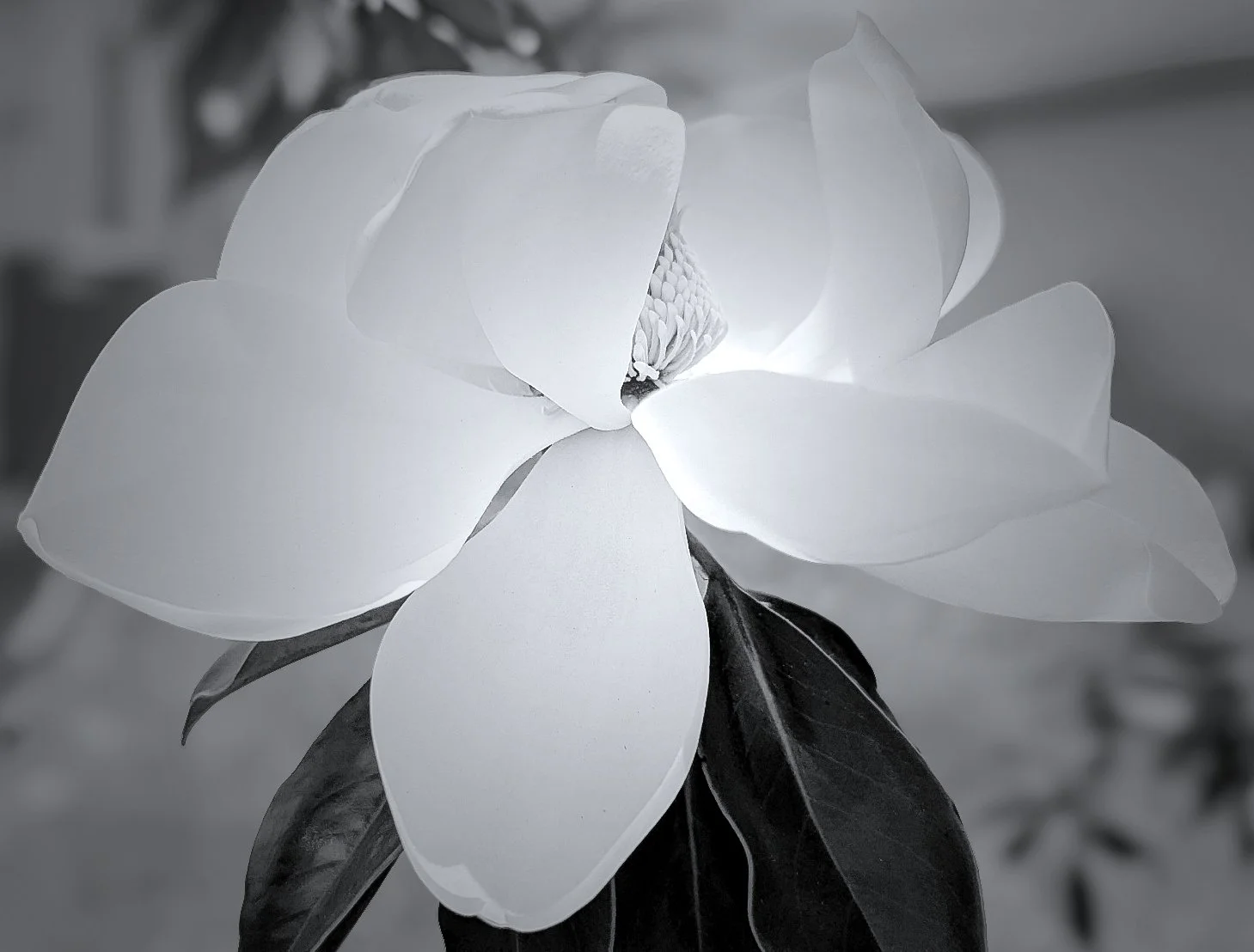  Day 112: A Magnolia blossom, lit up by the sun, in black and white.