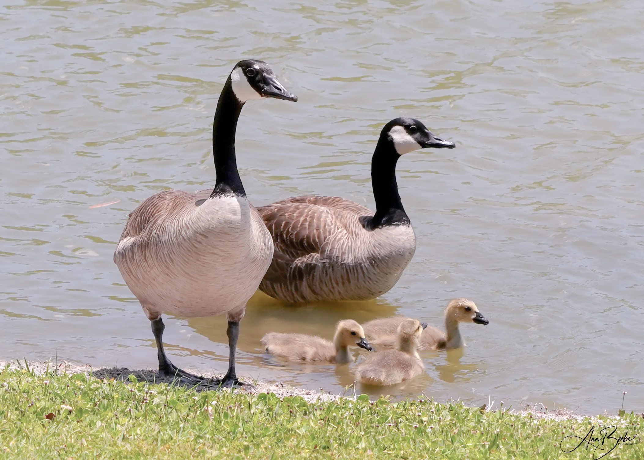Canadian Geese with babies 0 - signed.jpg