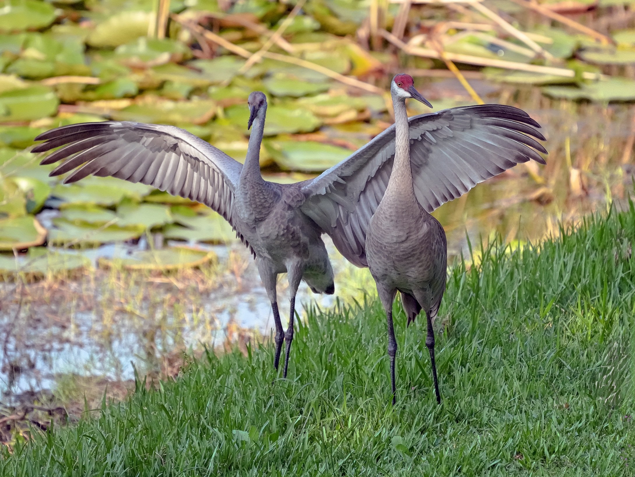 2026-6-30 - Sandhill Crane Juvenile with mother 1 small.jpg