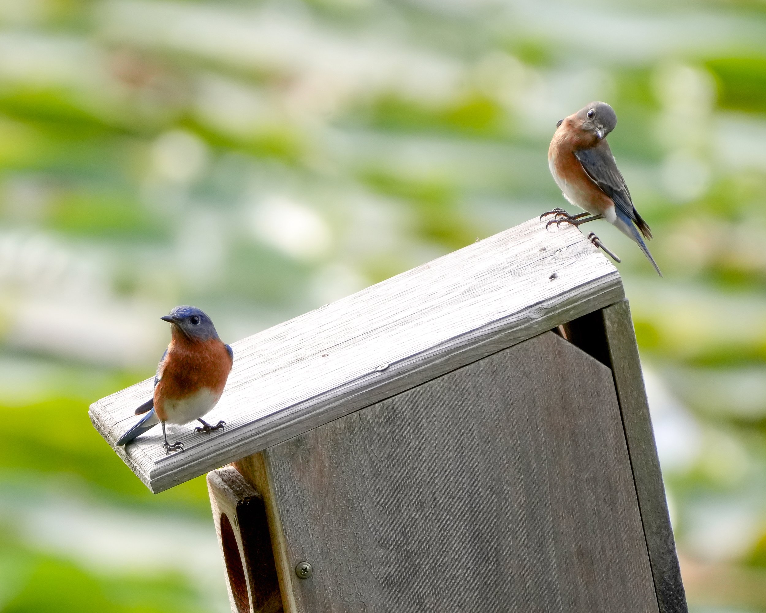 2026-1-2 - Eustis FL - Eastern Bluebirds at nest box 5.jpg