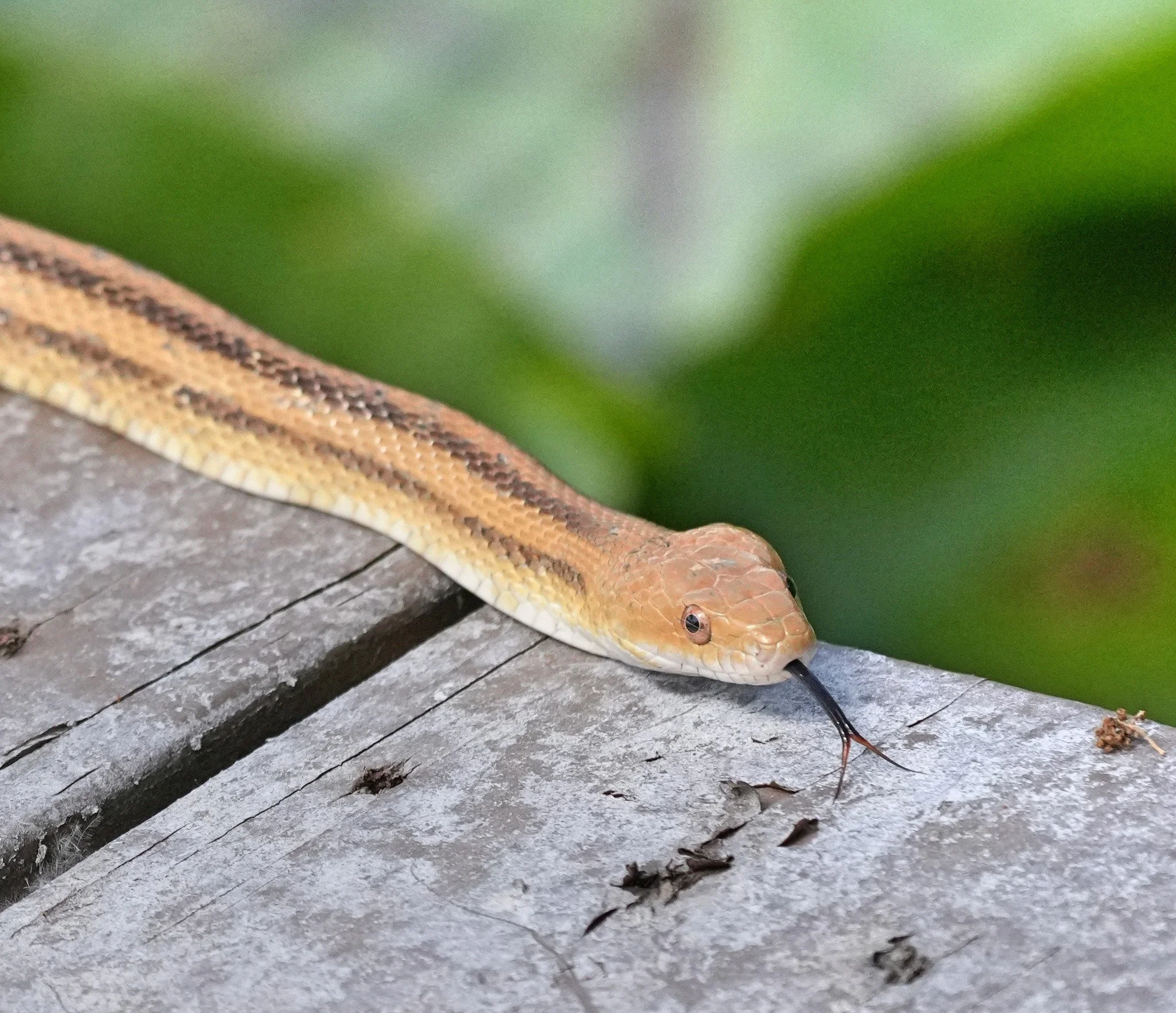 2026-4-26 - Yellow Rat Snake on my dock.jpg