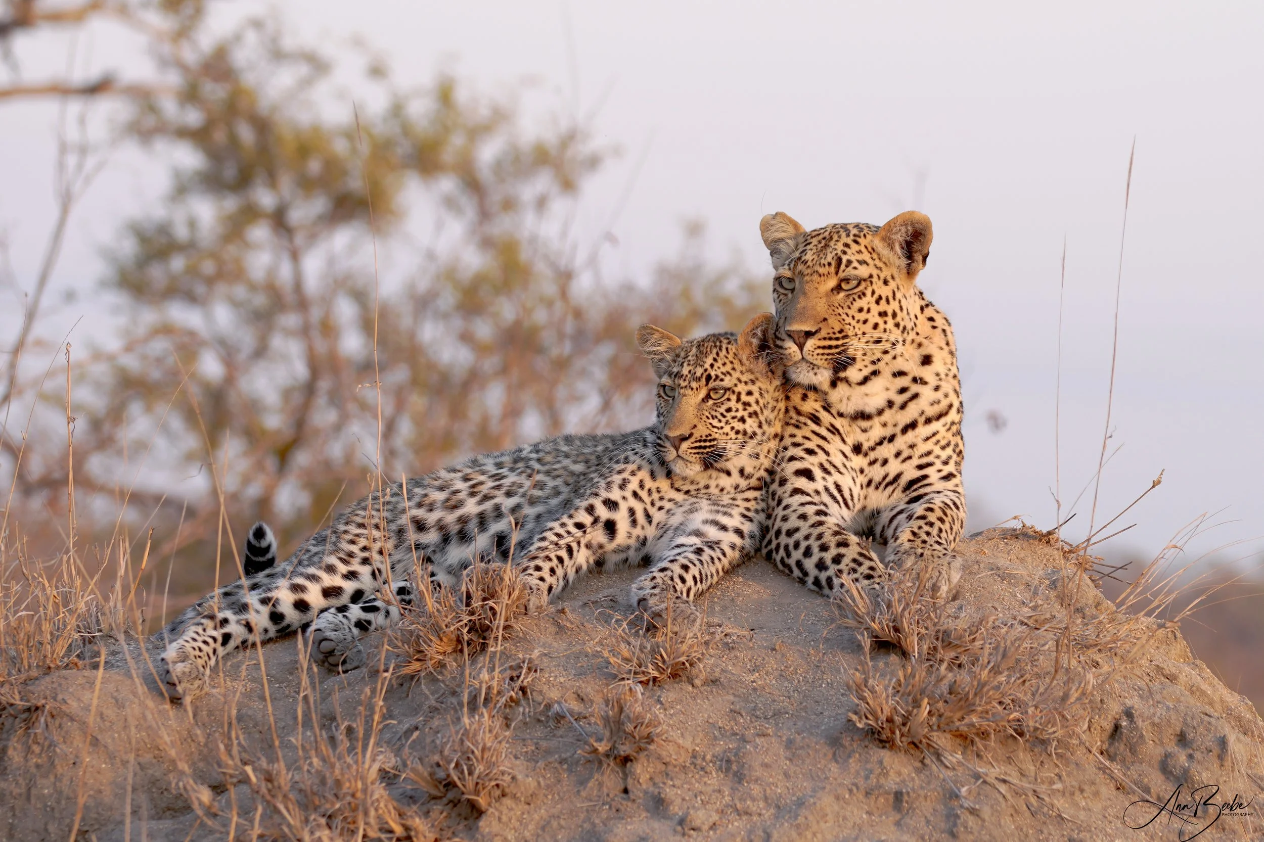 Xidulu and cub 8 - Arathusa - signed.jpg