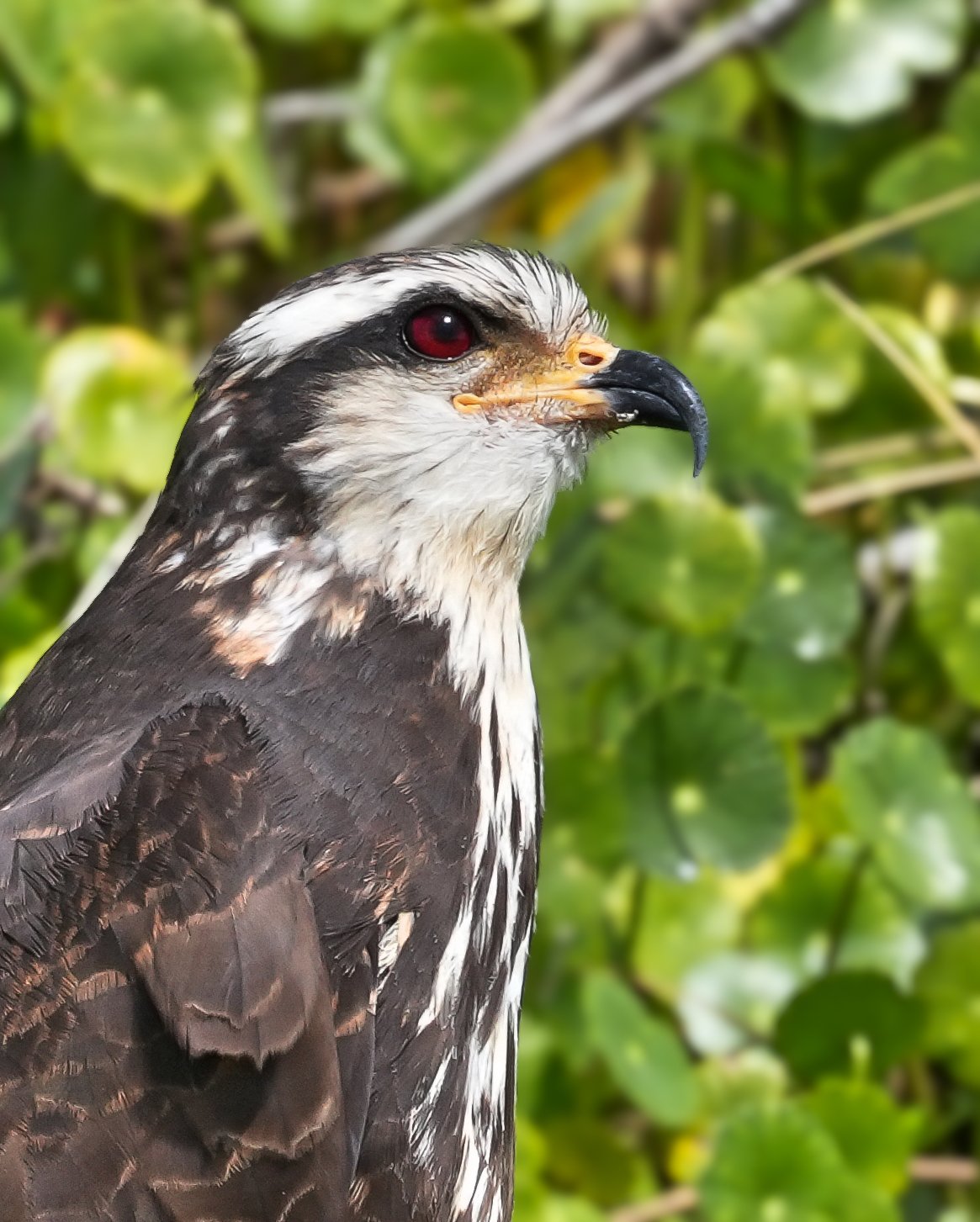Day 90: Today's photo of the day is this lovely female Snail Kite who I found today at Emeralda Marsh in Florida. 