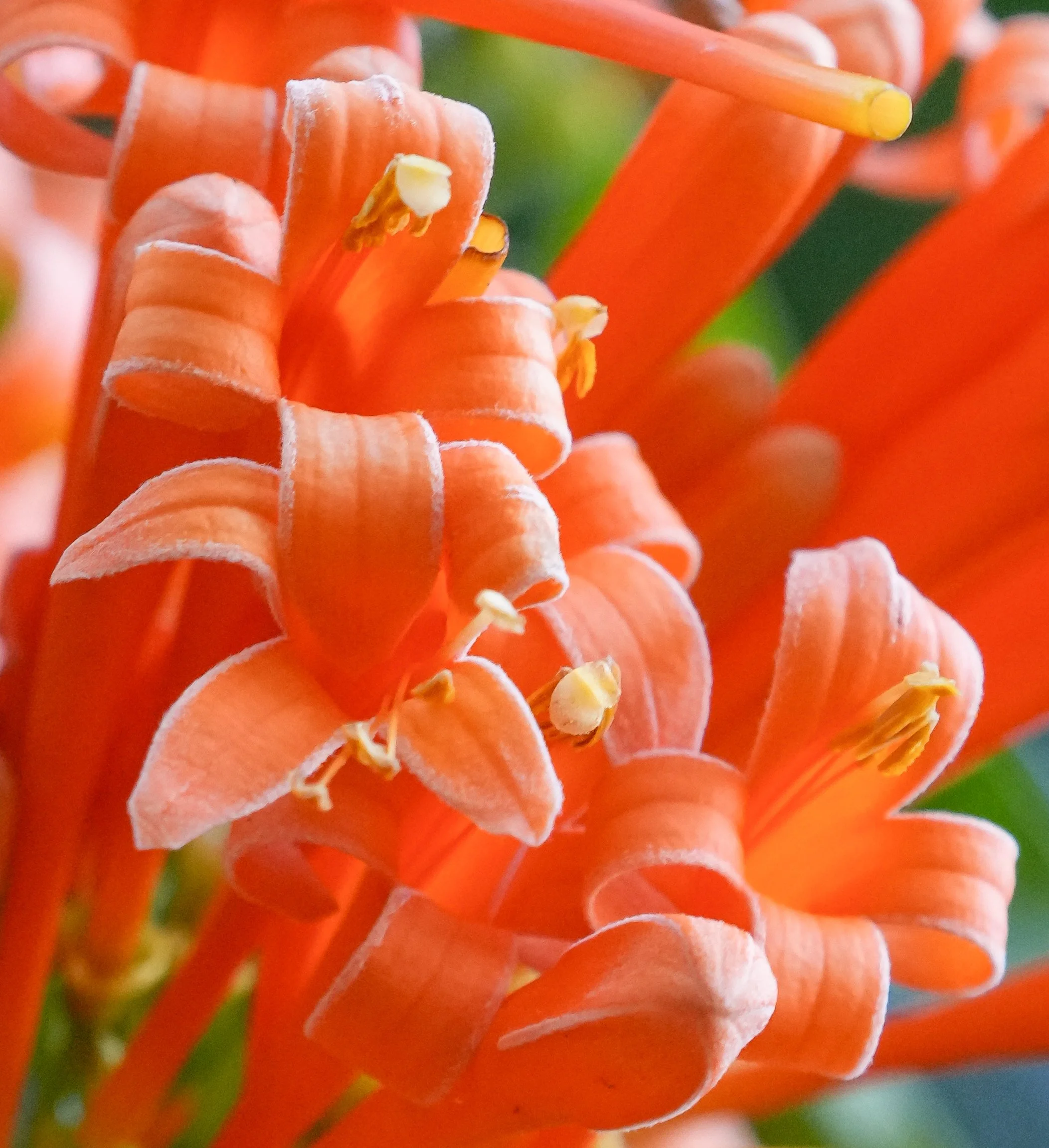 2026-1-15 - Flame Vine.jpg