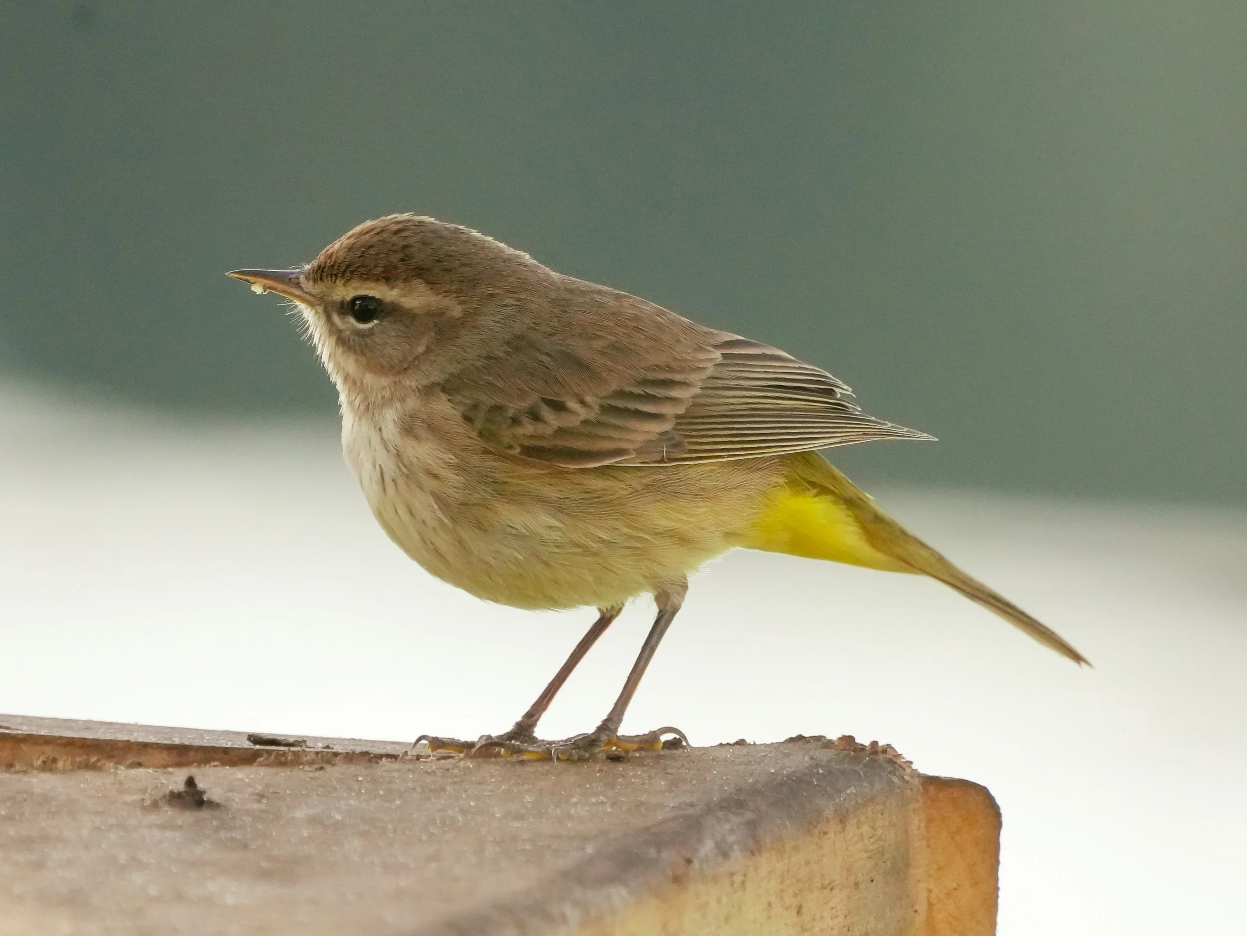 2026-1-12 - Palm Warbler 14.jpg