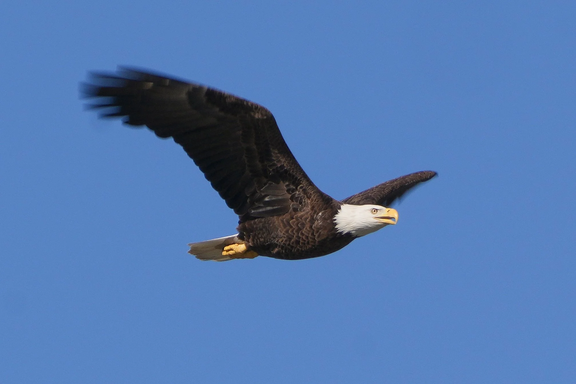 2026-1-23 - Eagle 0 best 2.jpg