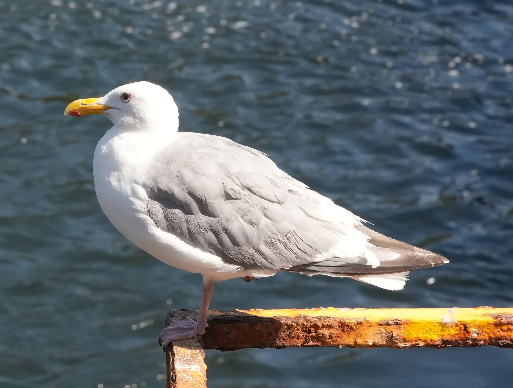 2026-8-9 - What gull 1 small.jpg