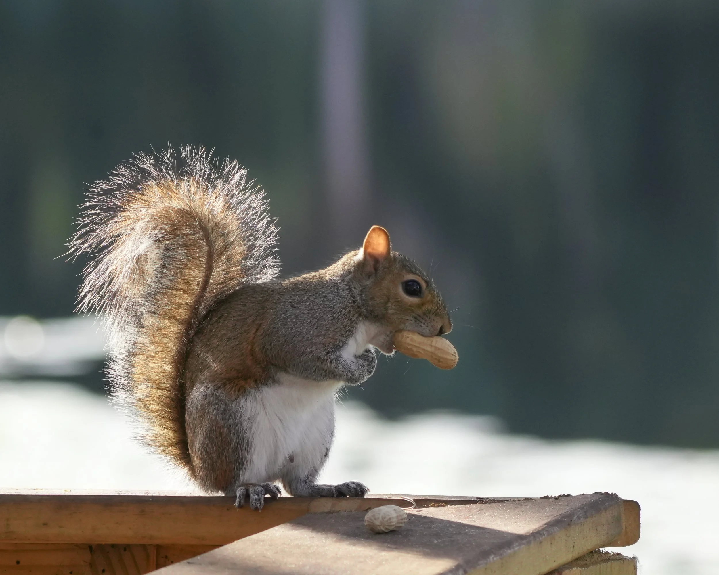 2026-1-12 - Eustis FL - Eastern Gray Squirrel with a peanut.JPG