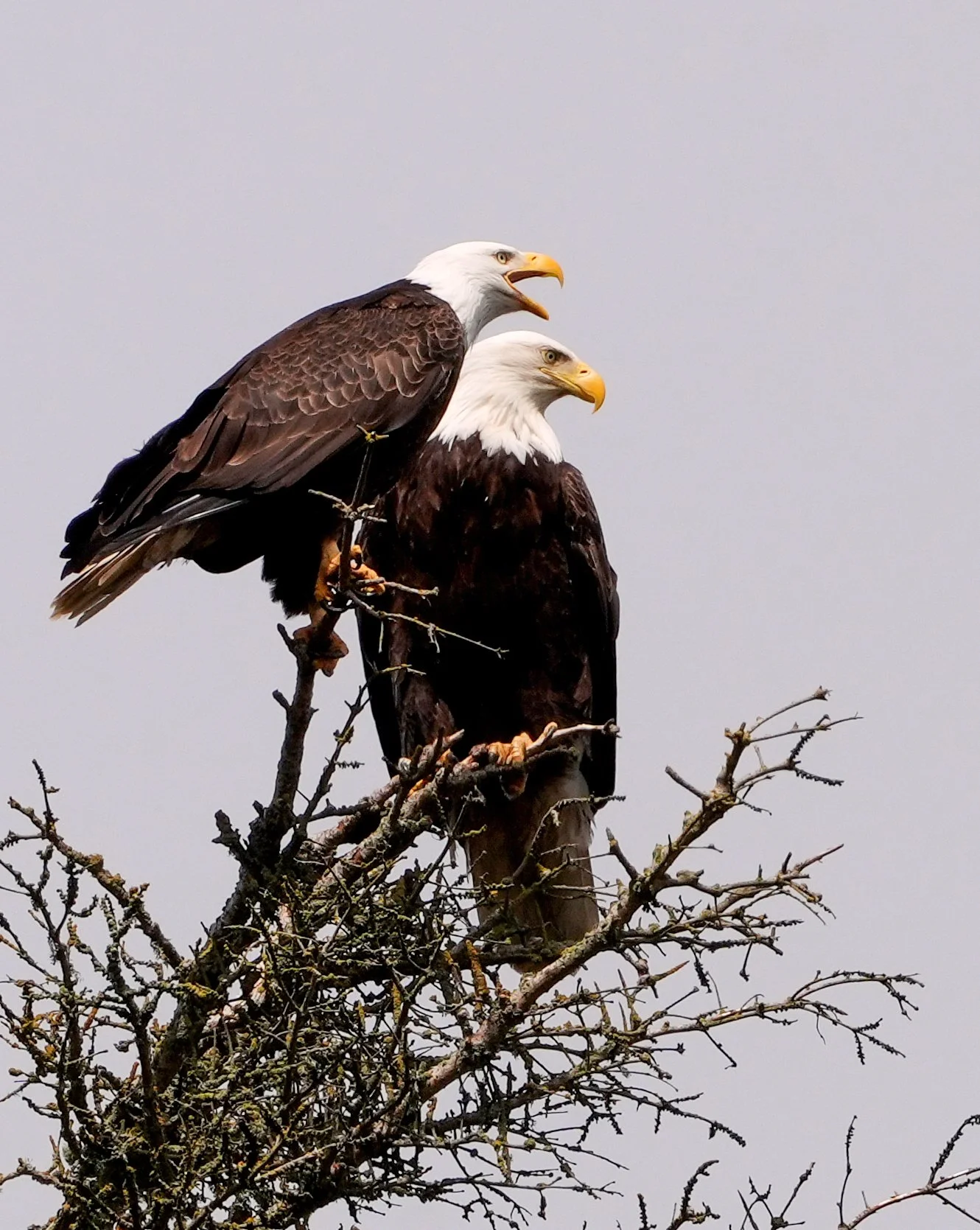 2026-3-22 - Eagles - Camano Island WA.jpg