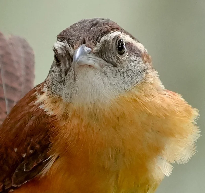 2026-6-13 - Eustis FL - Carolina Wren portrait.jpg