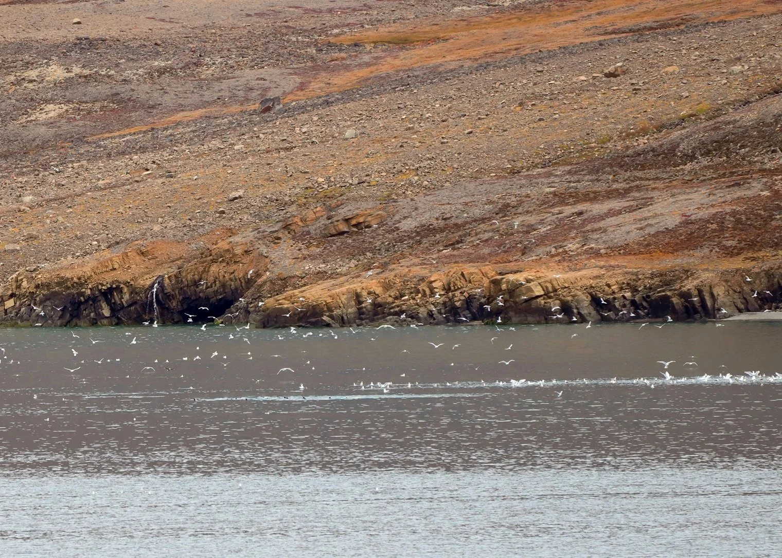2026-8-27 - Dundas Harbor - Selas and gulls 1.jpg