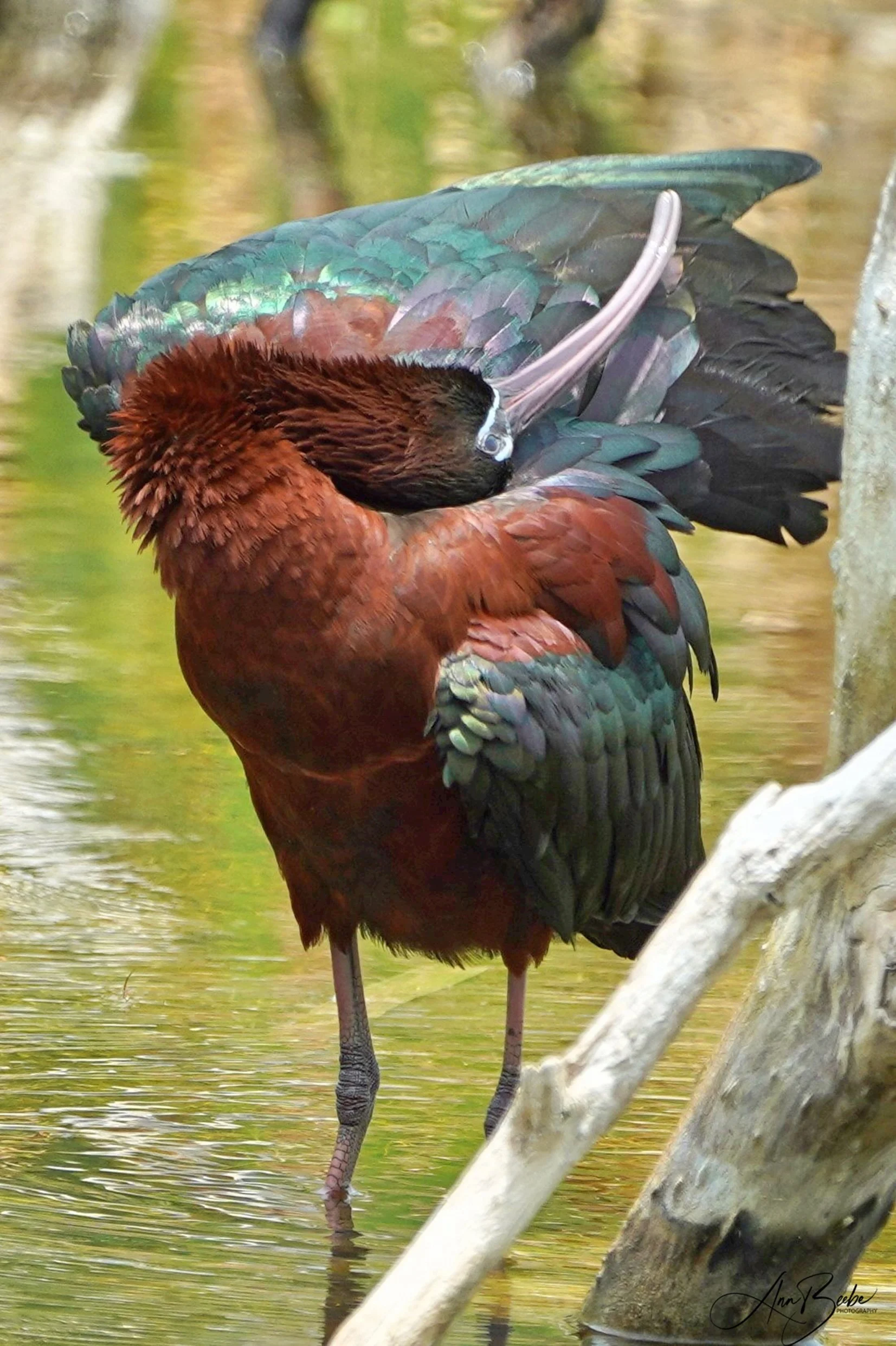 Green - glossy Ibis - signed.jpg