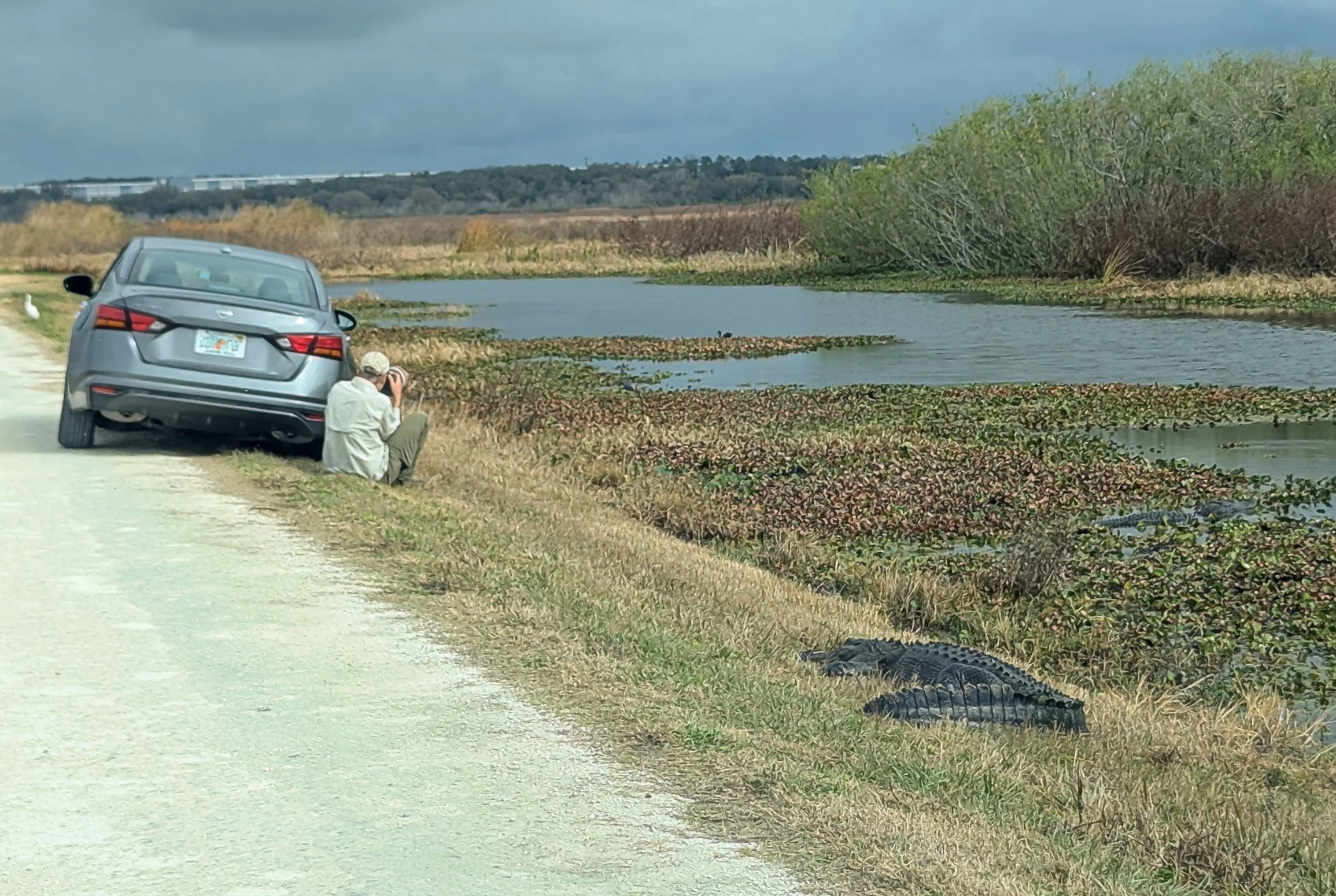 2026-2-16 Gator and photographer 1.jpg