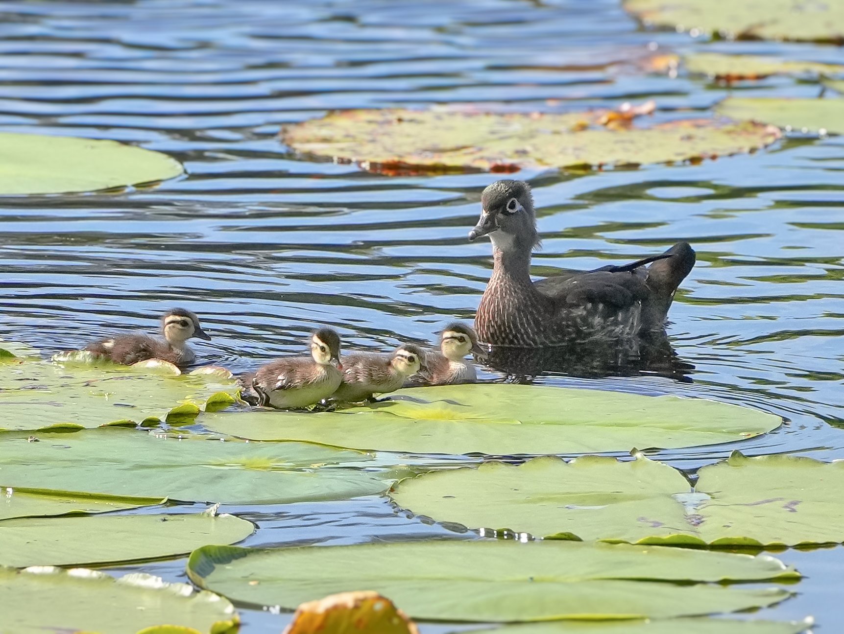 Day 92: Mama Wood Duck with her babies on the lake behind my house. The ducklings love to play on top of the Lotus leaves in the lake! 