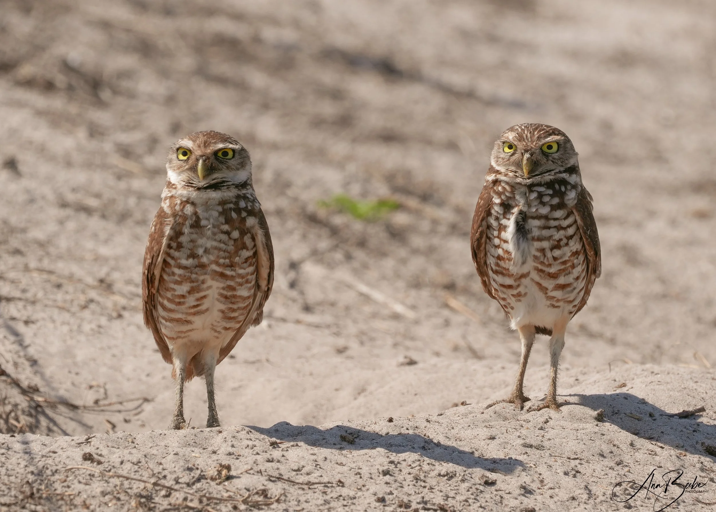 Burrowing Owl pair by burrow 1 - signed.jpg