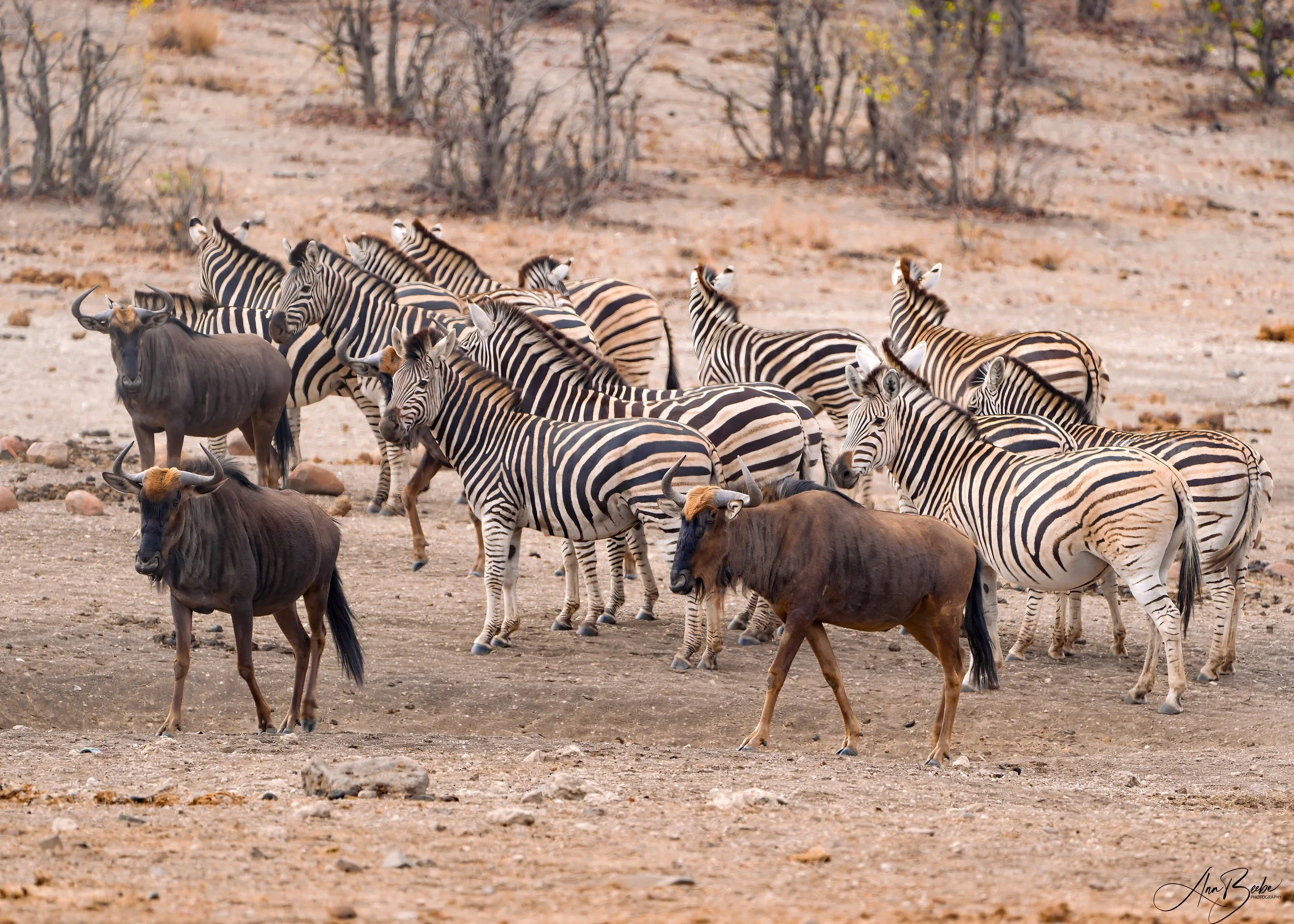 Zebra herd 1 - signed.jpg
