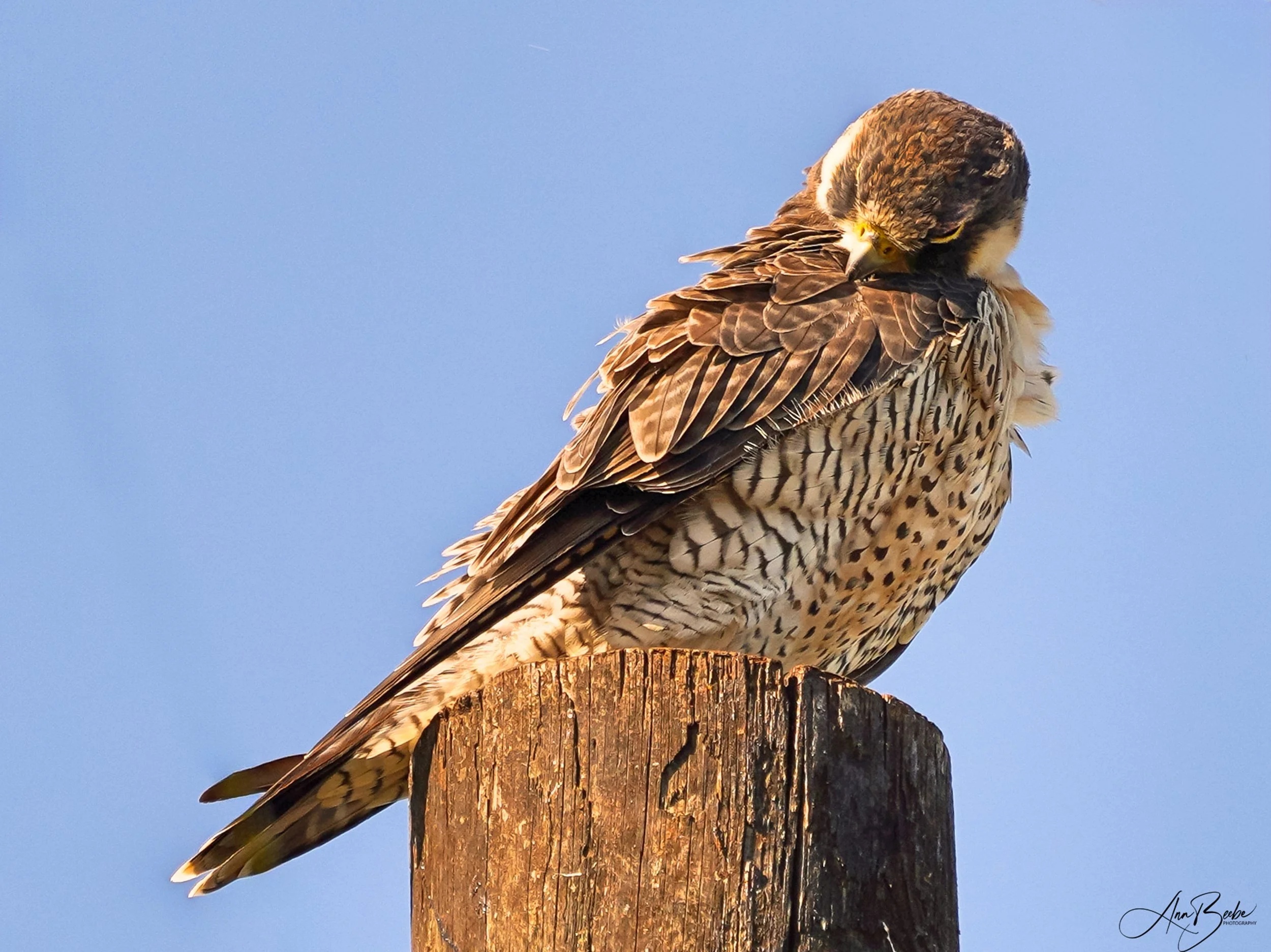 0 peregrine - signed.jpg