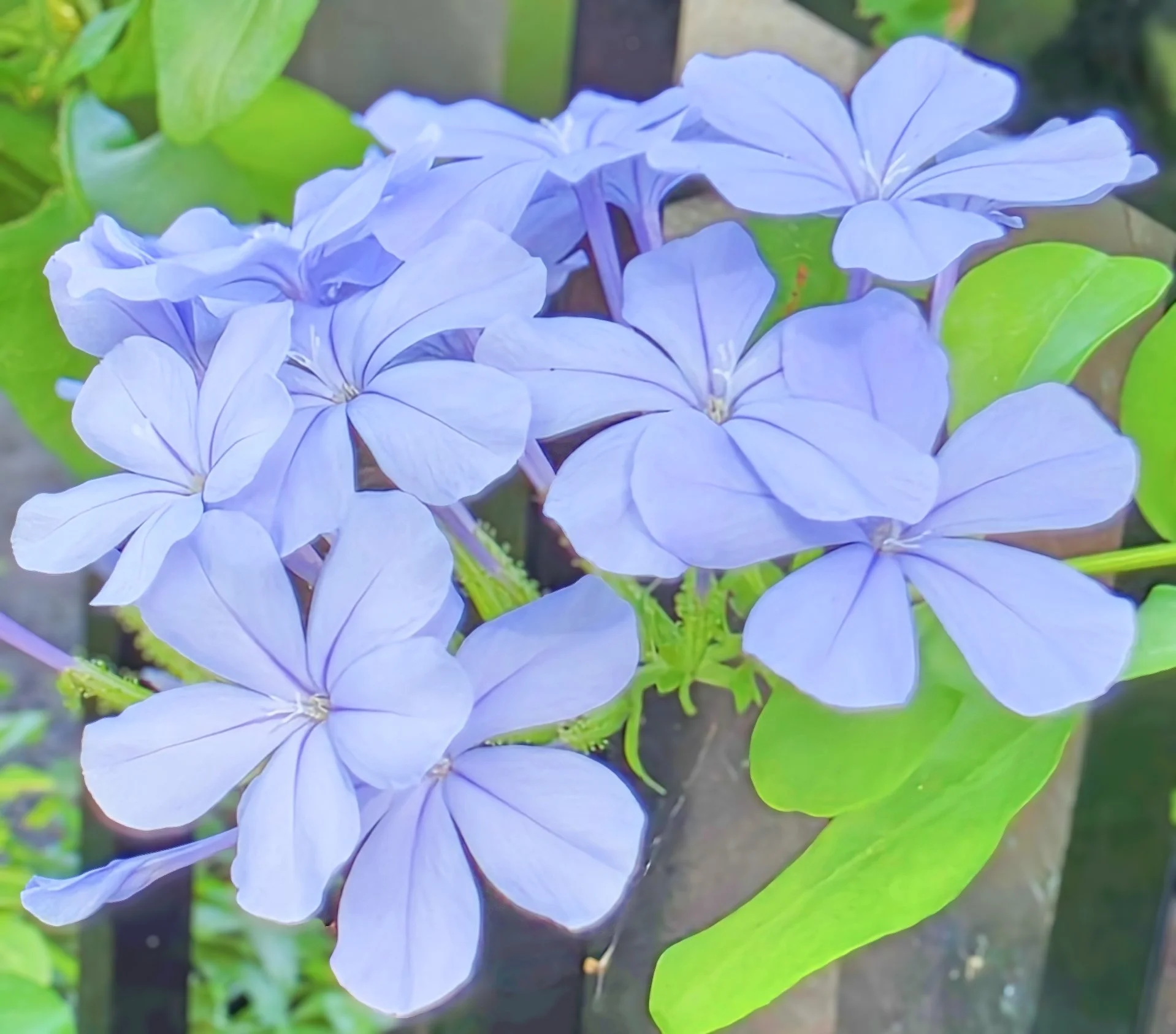 2026-6-6 - Eustis FL - Plumbego flowers 0.jpg