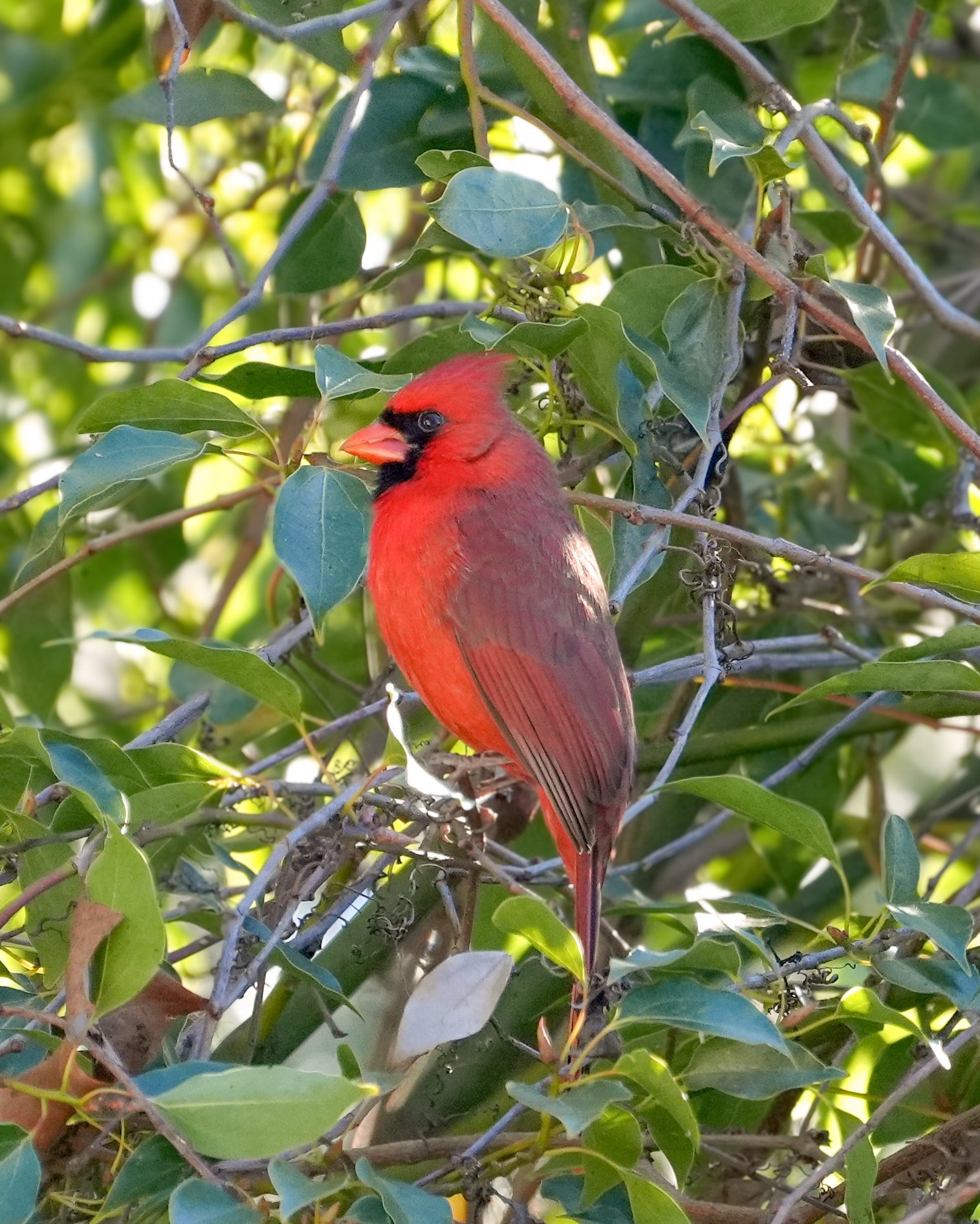 2026-1-20 - Eustis FL - Cardinal - male 0.jpg