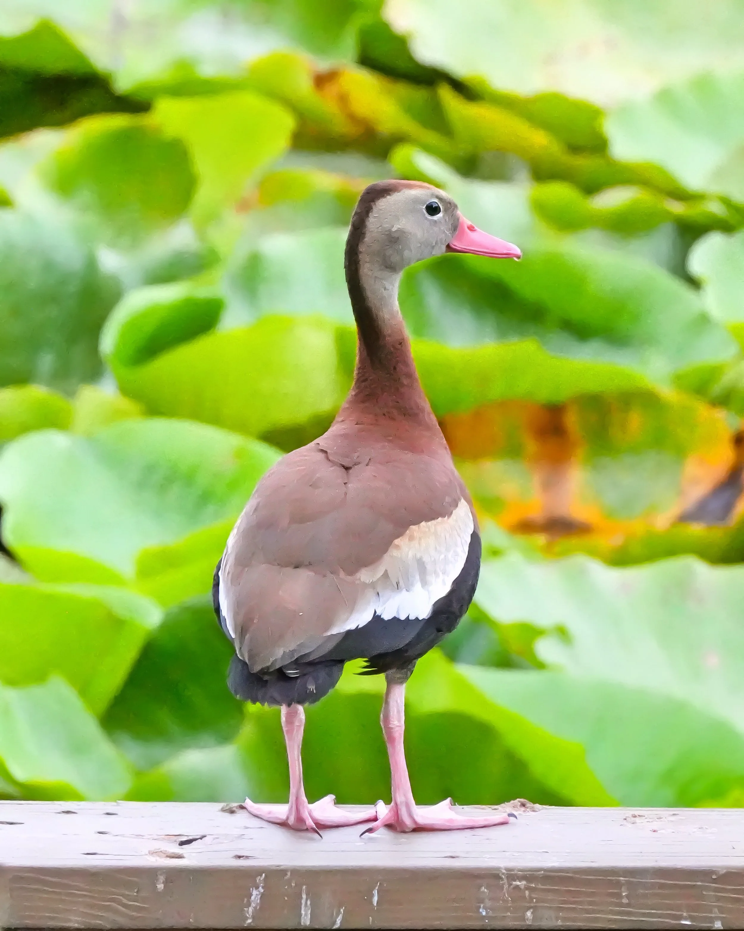 2026-6-24 - Black-bellied Whistling Duck on dock railing 1e.jpg