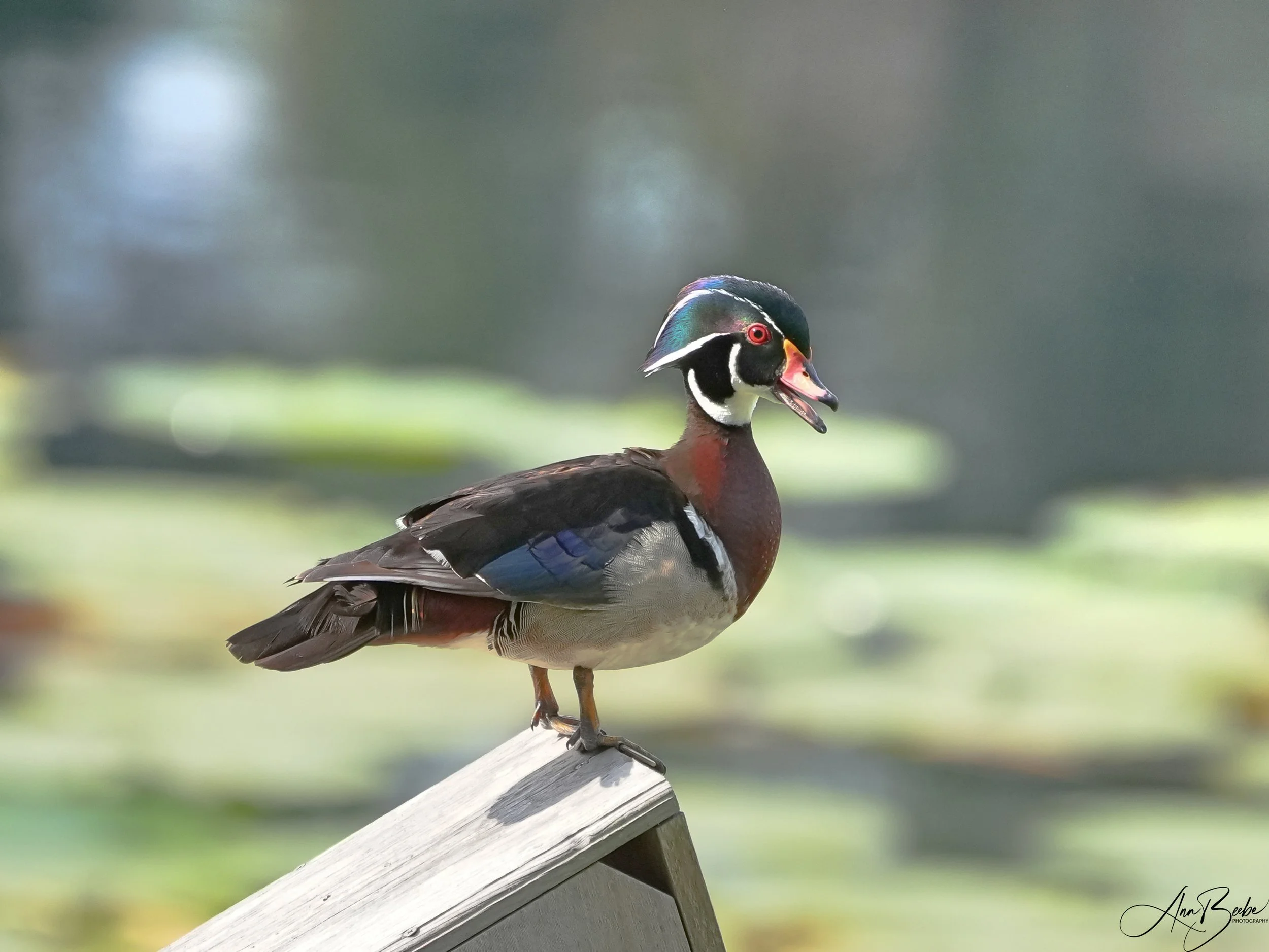 Wood duck on duck box - male - 1 - signed.jpg