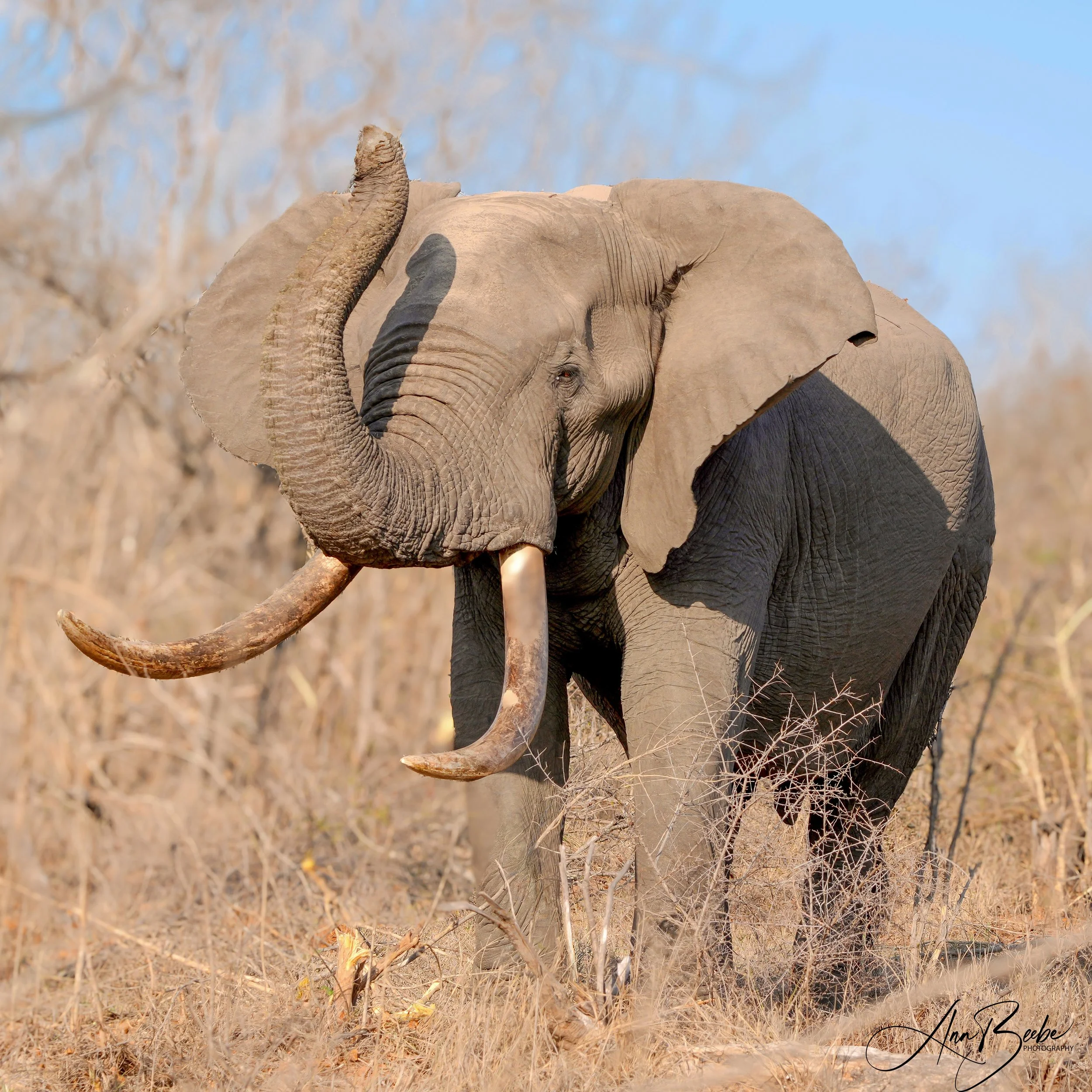 Elephant - Giant Tusker 1 - Arathusa - signed.jpg